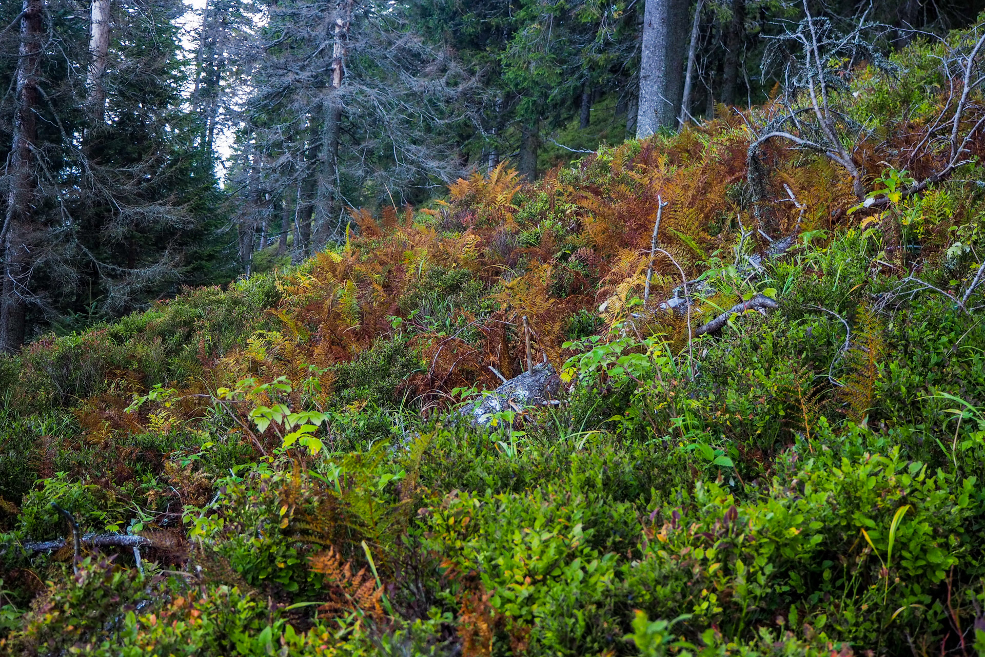 Chabenec z Magurky (Nízke Tatry)