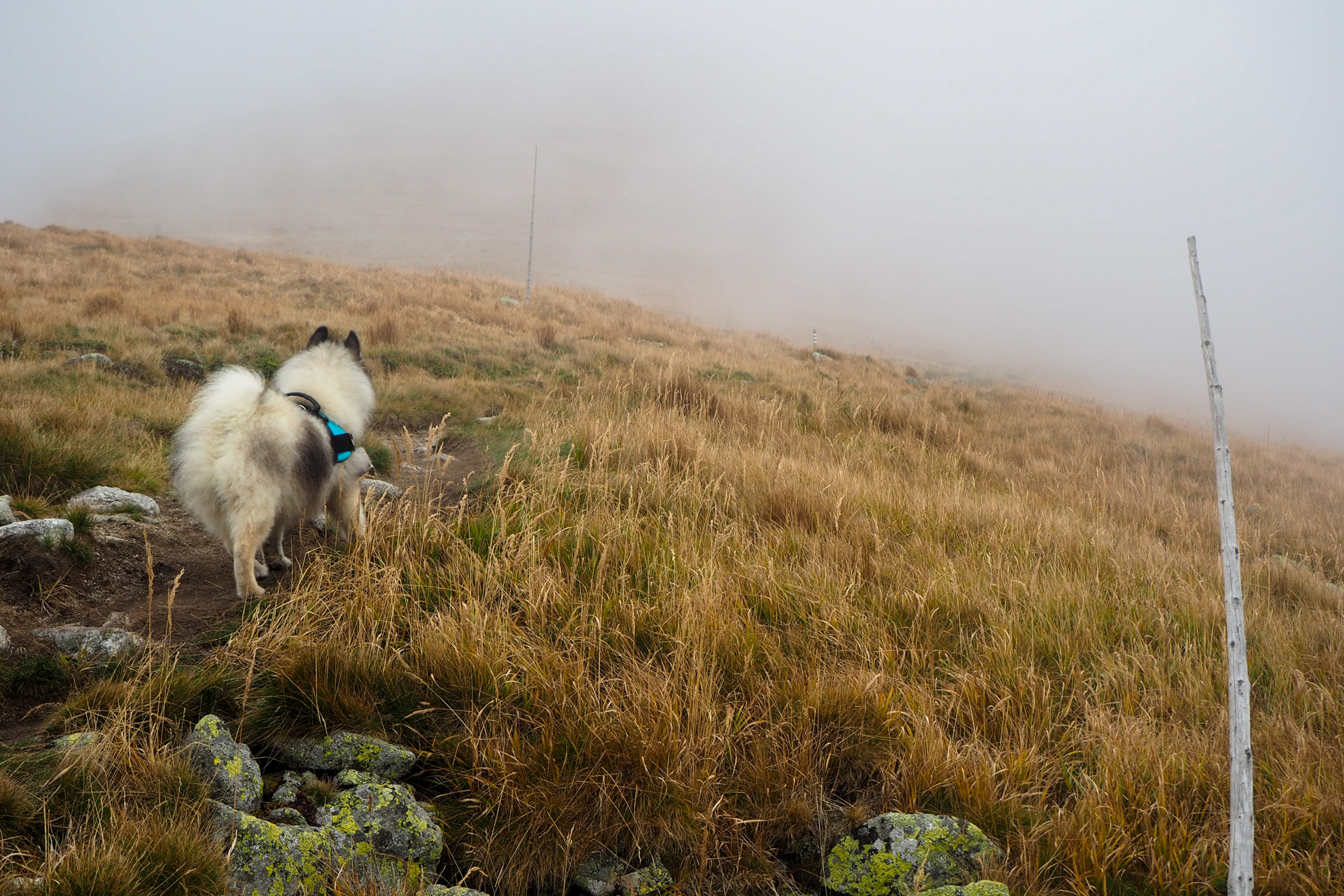 Chabenec z Magurky (Nízke Tatry)