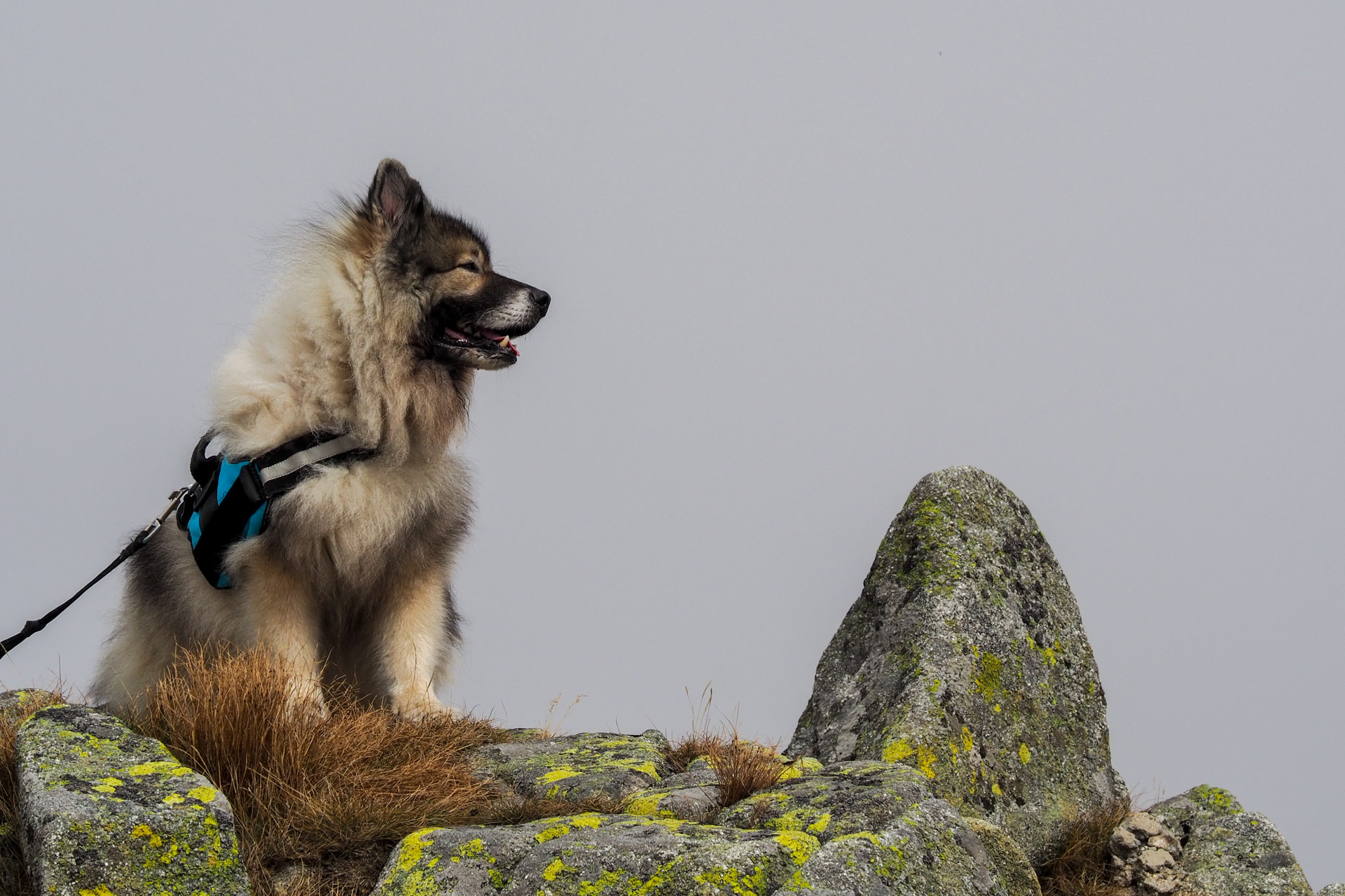 Chabenec z Magurky (Nízke Tatry)