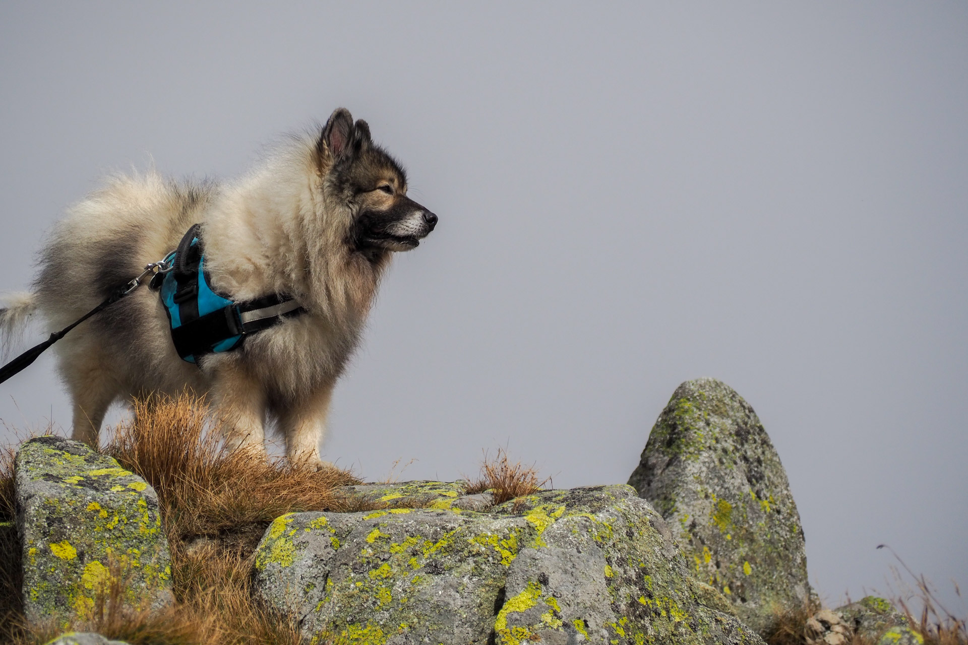 Chabenec z Magurky (Nízke Tatry)