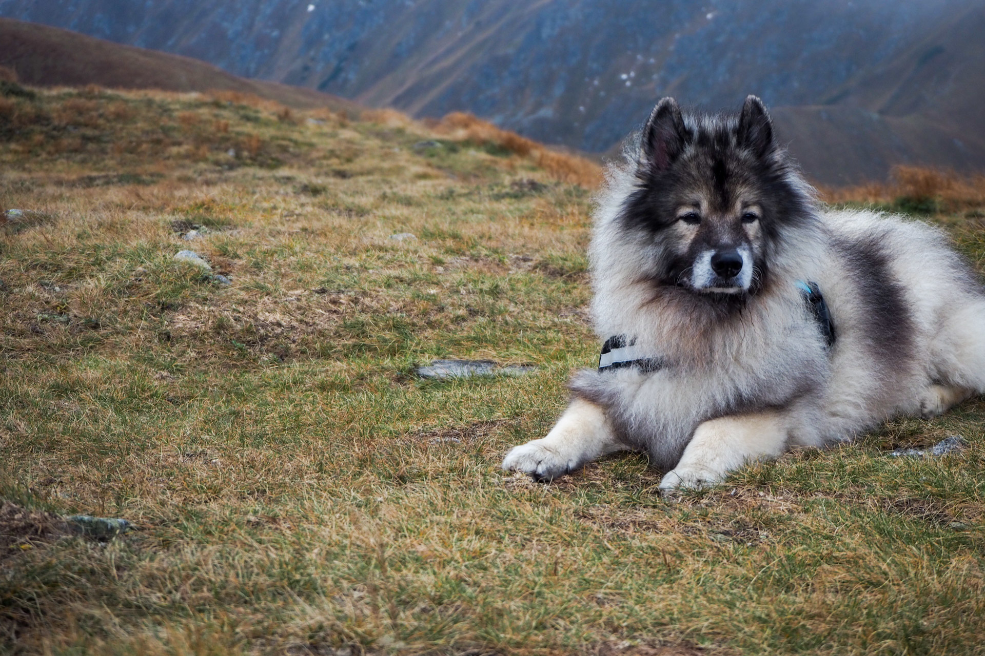 Chabenec z Magurky (Nízke Tatry)