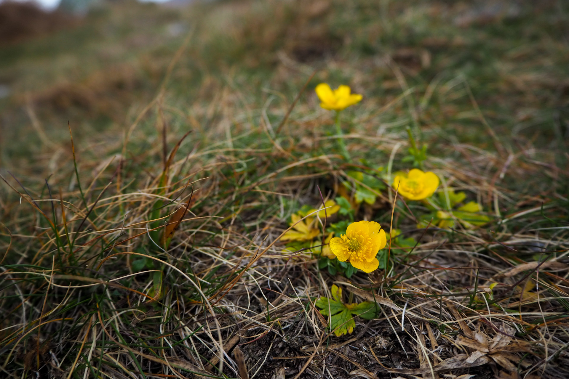 Chabenec z Magurky (Nízke Tatry)