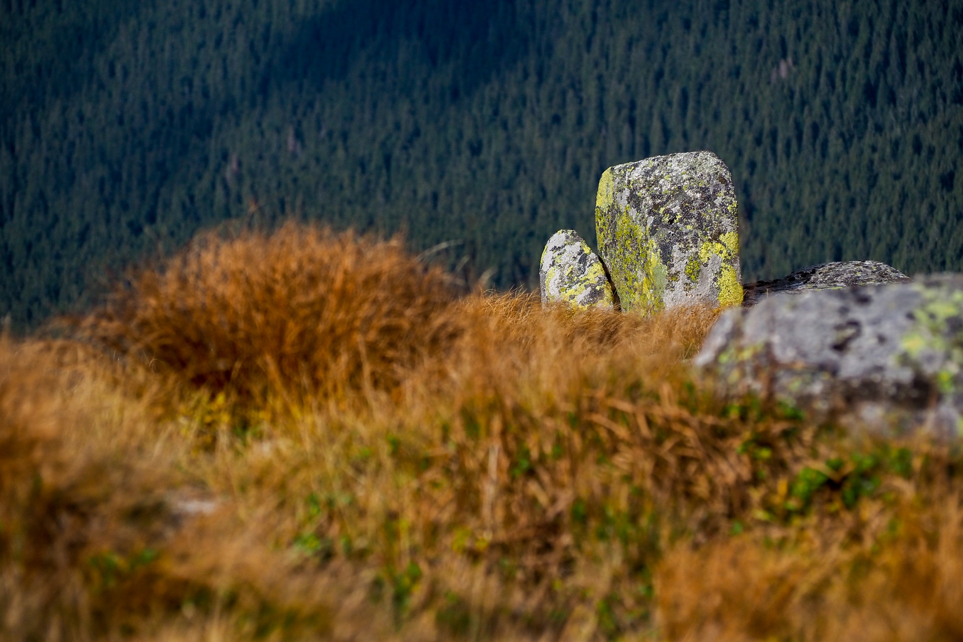 Chabenec z Magurky (Nízke Tatry)