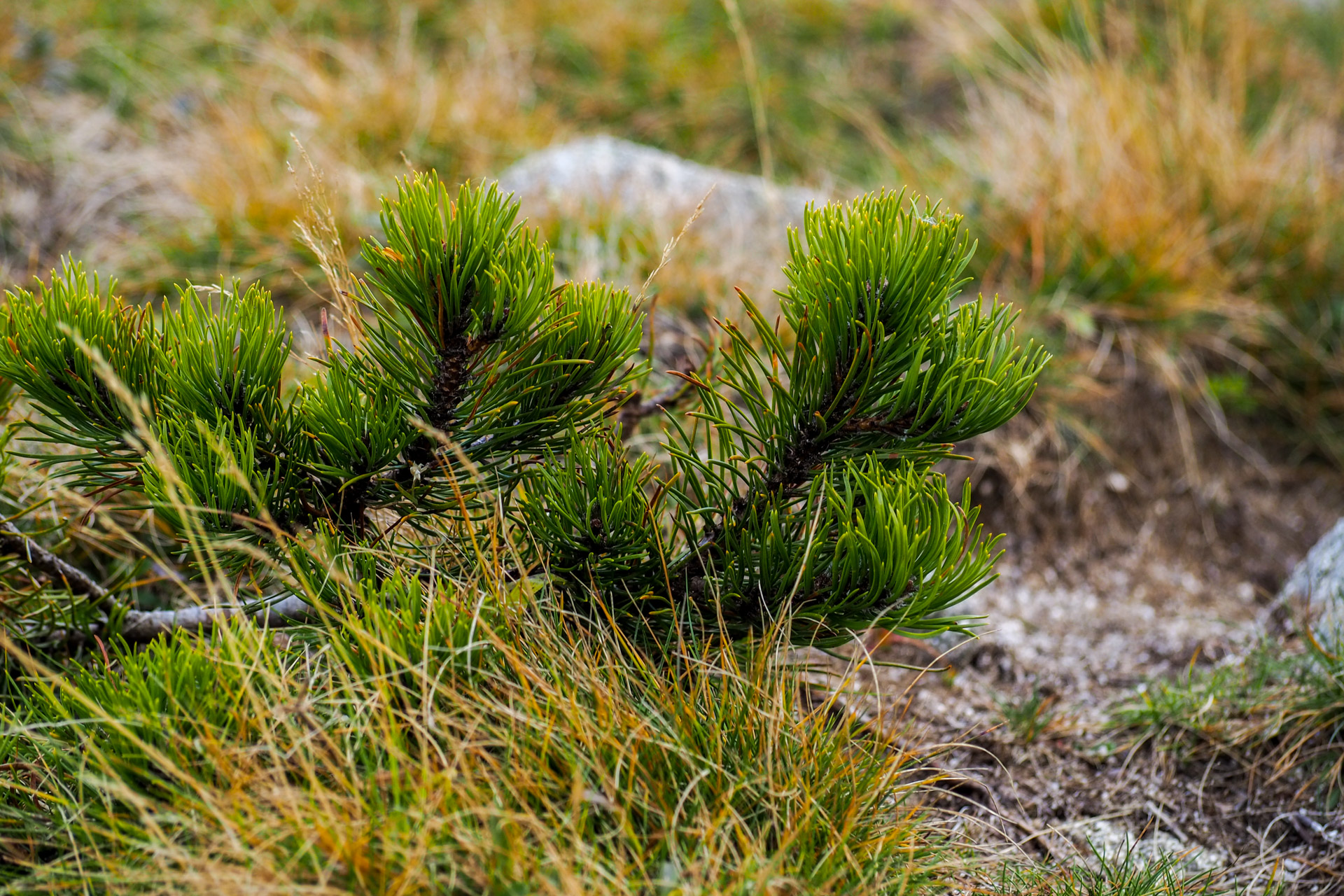 Chabenec z Magurky (Nízke Tatry)