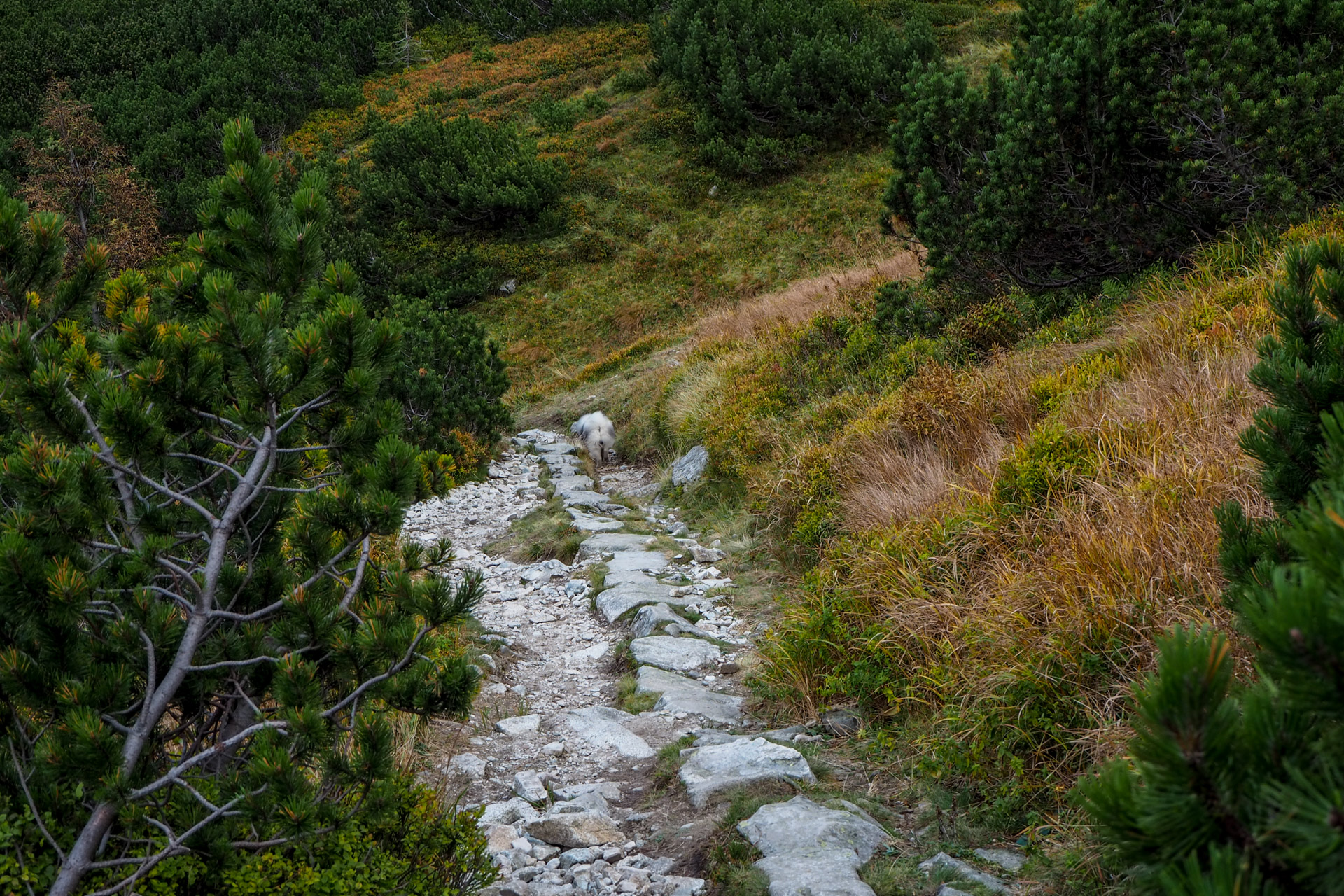 Chabenec z Magurky (Nízke Tatry)