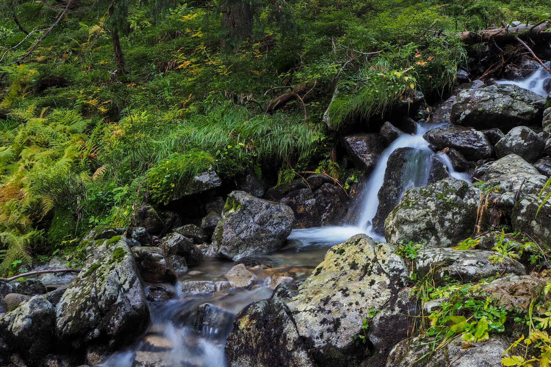 Chabenec z Magurky (Nízke Tatry)