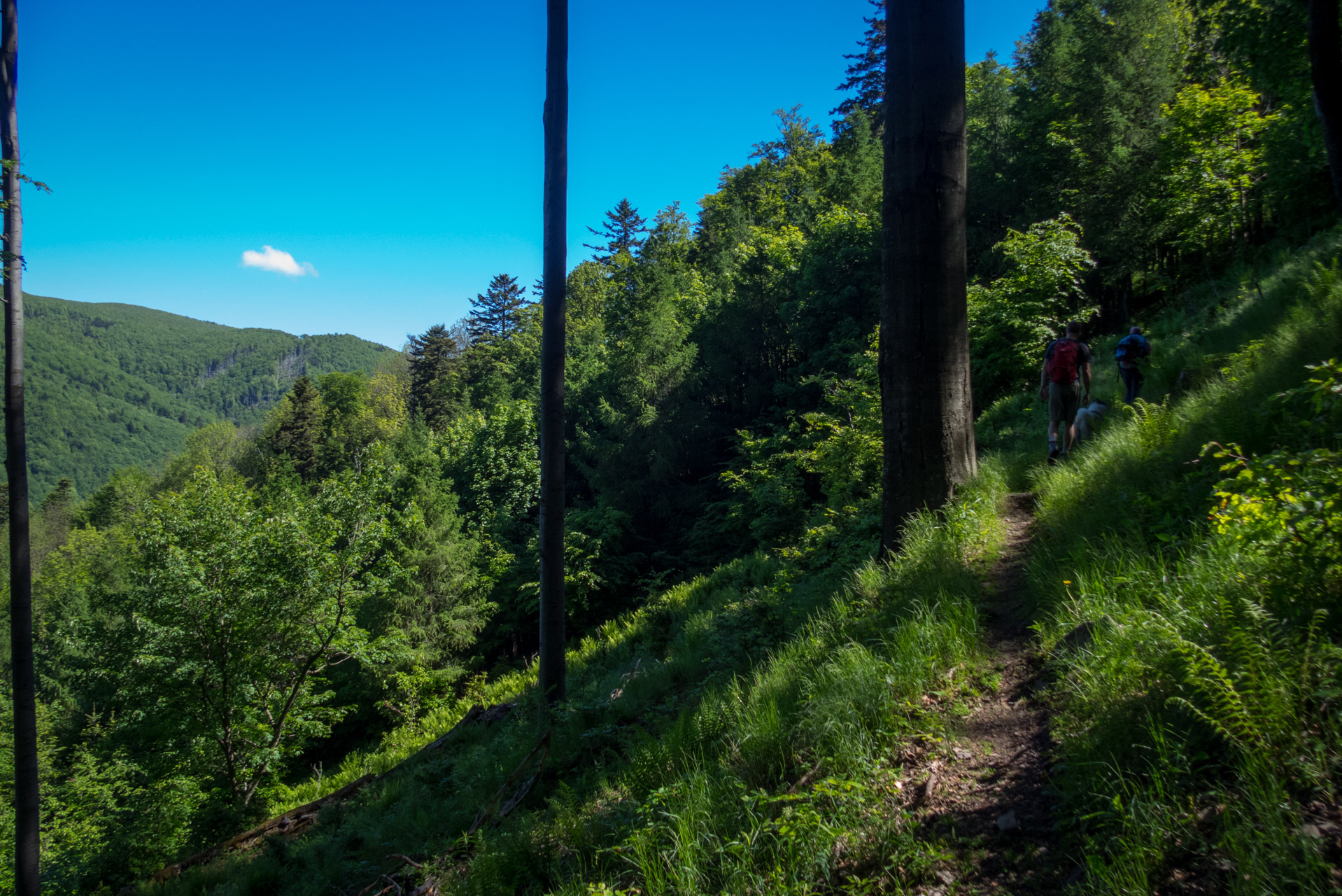 Čierna hora zo Sigordu (Slanské vrchy)