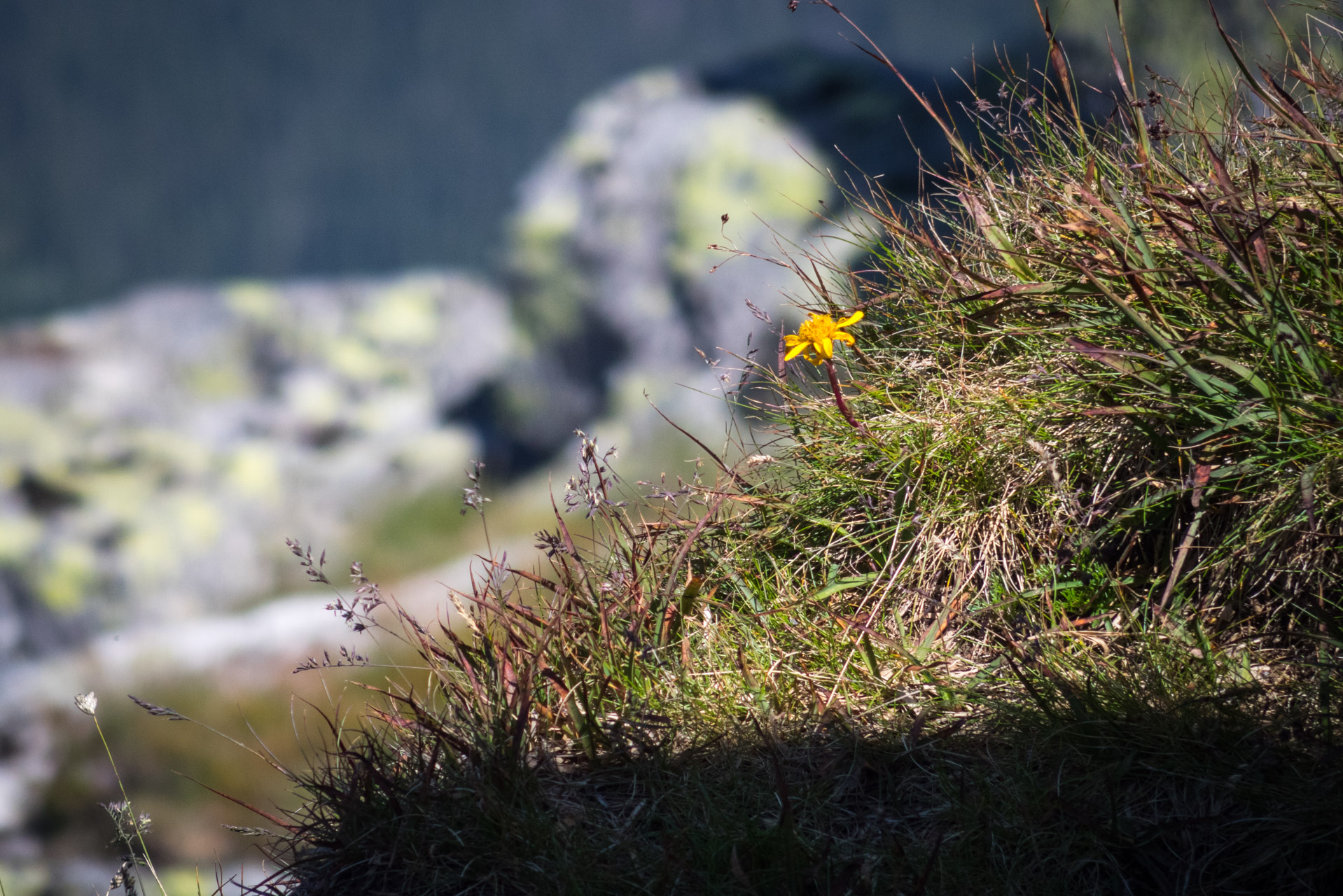 Ďumbier z Trangošky (Nízke Tatry)