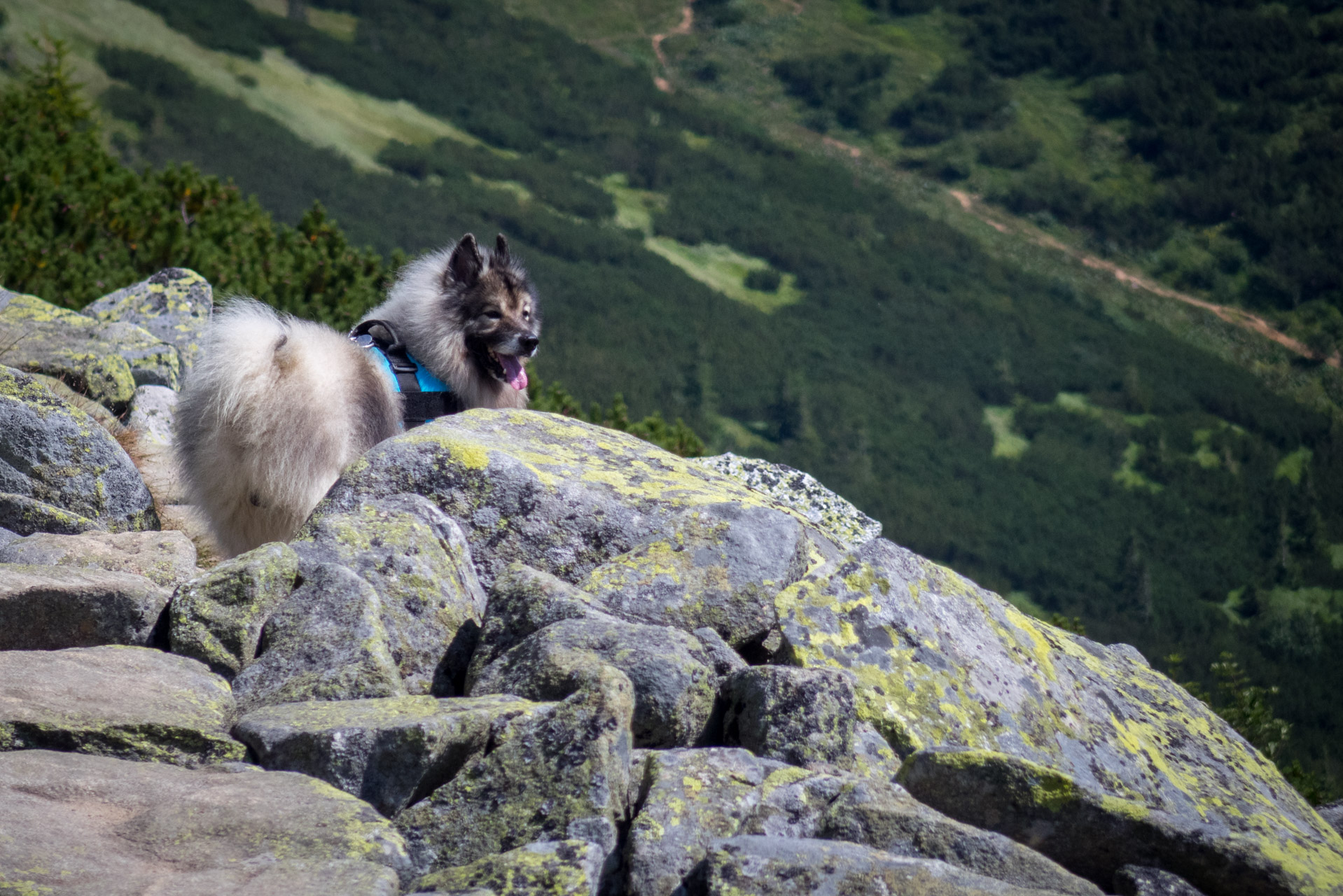 Ďumbier z Trangošky (Nízke Tatry)