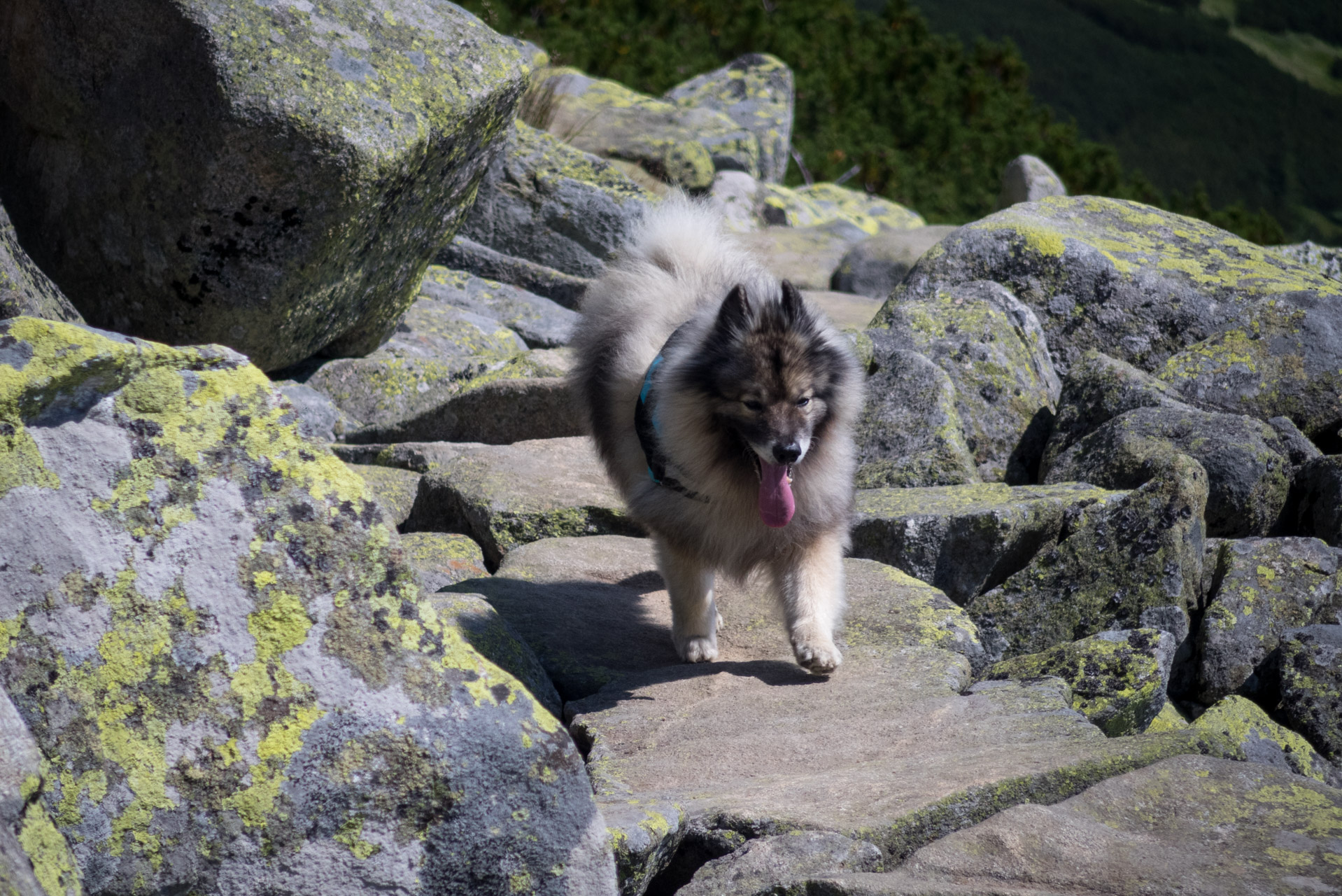 Ďumbier z Trangošky (Nízke Tatry)