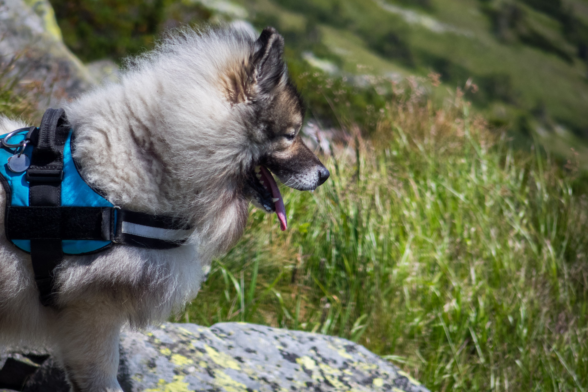 Ďumbier z Trangošky (Nízke Tatry)