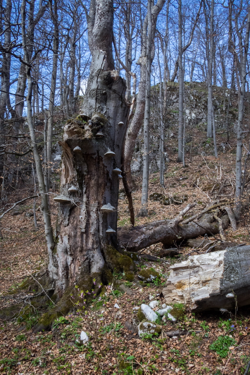 Gačská skala zo Stratenej (Slovenský raj)