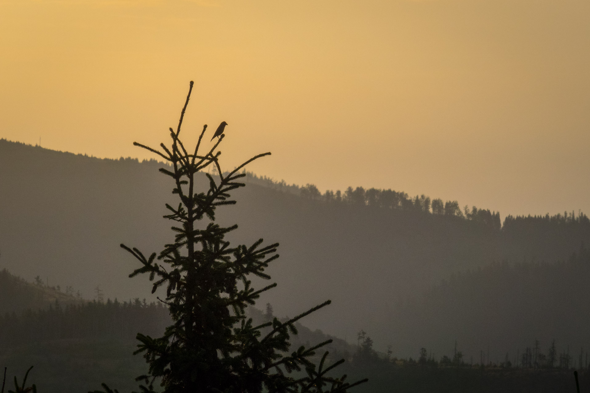 Henclová zo Skaliska (Volovské vrchy)