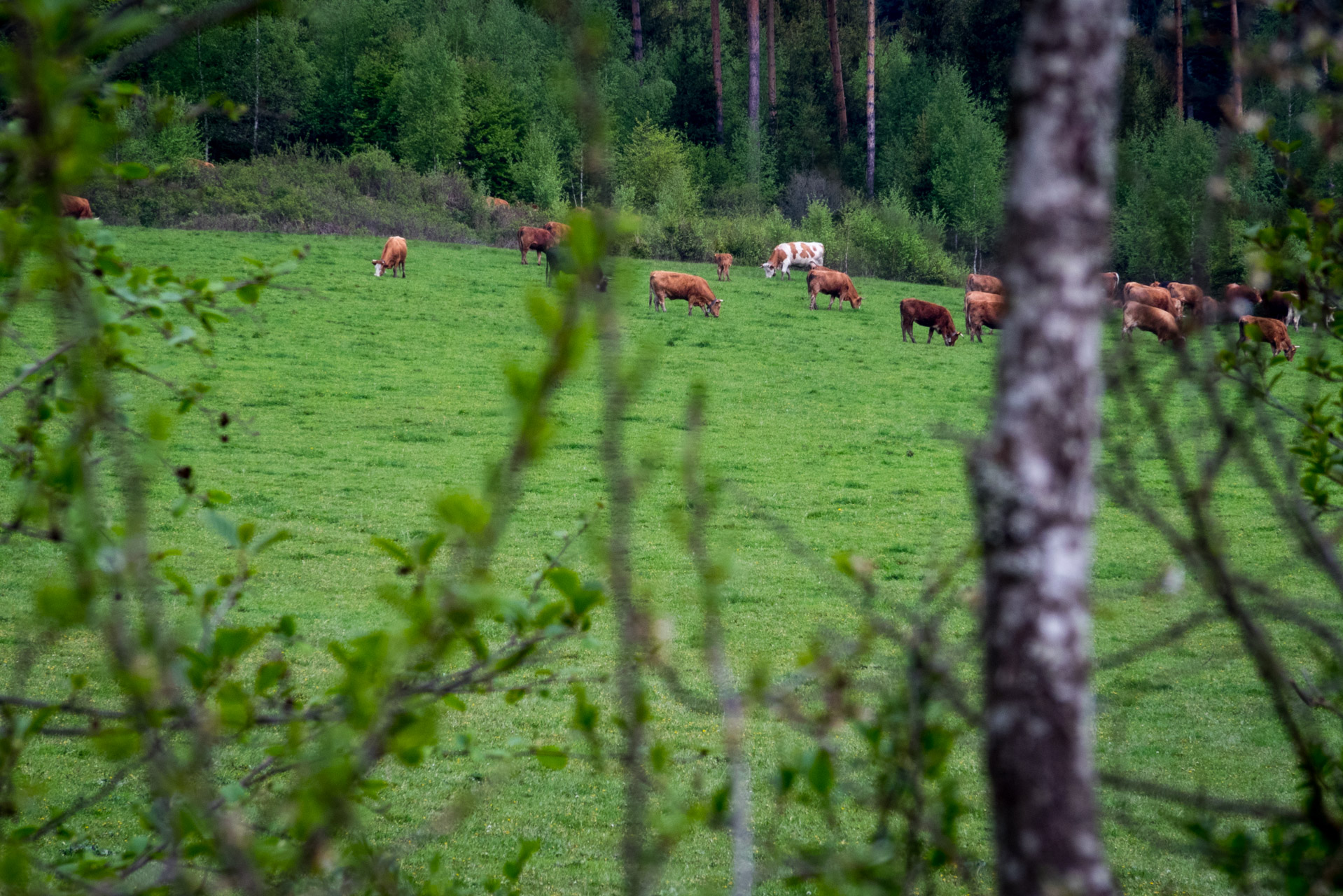 Holý vrch a Bukovec zo Švedlára (Volovské vrchy)