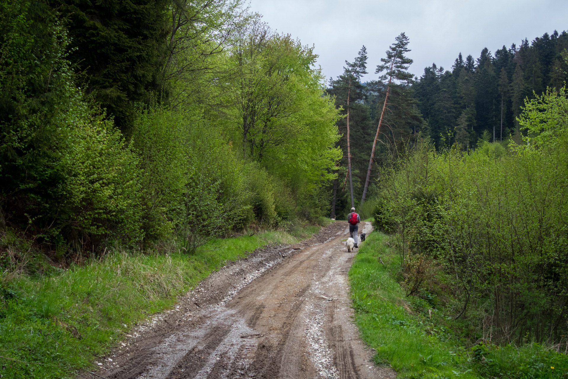 Holý vrch a Bukovec zo Švedlára (Volovské vrchy)