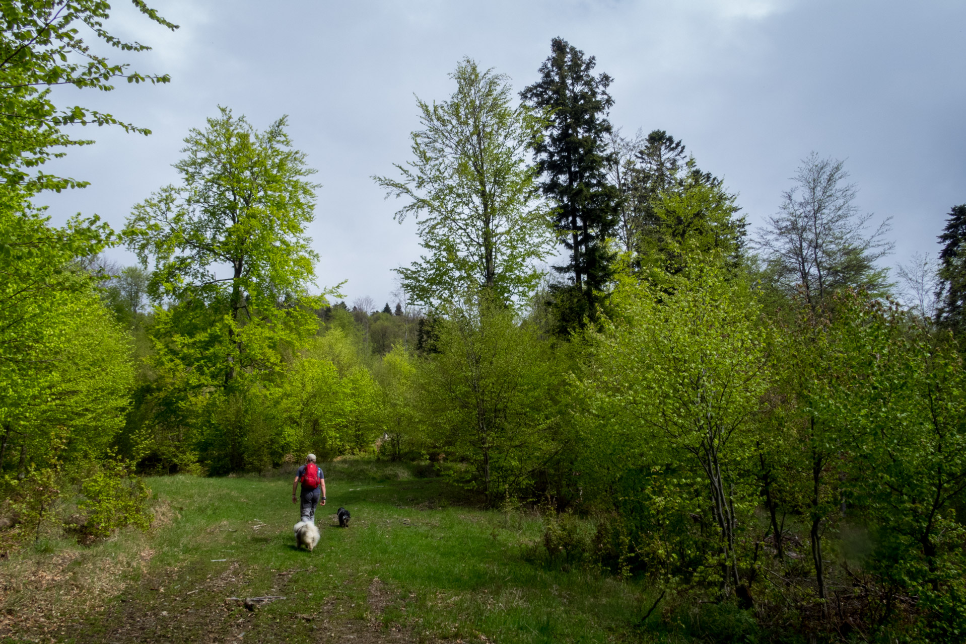 Holý vrch a Bukovec zo Švedlára (Volovské vrchy)