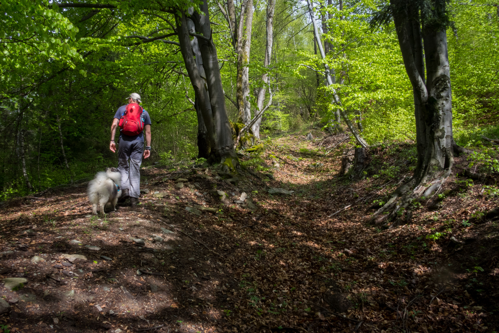 Holý vrch a Bukovec zo Švedlára (Volovské vrchy)