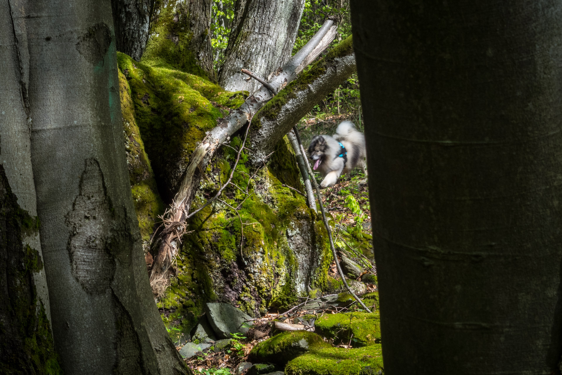 Holý vrch a Bukovec zo Švedlára (Volovské vrchy)