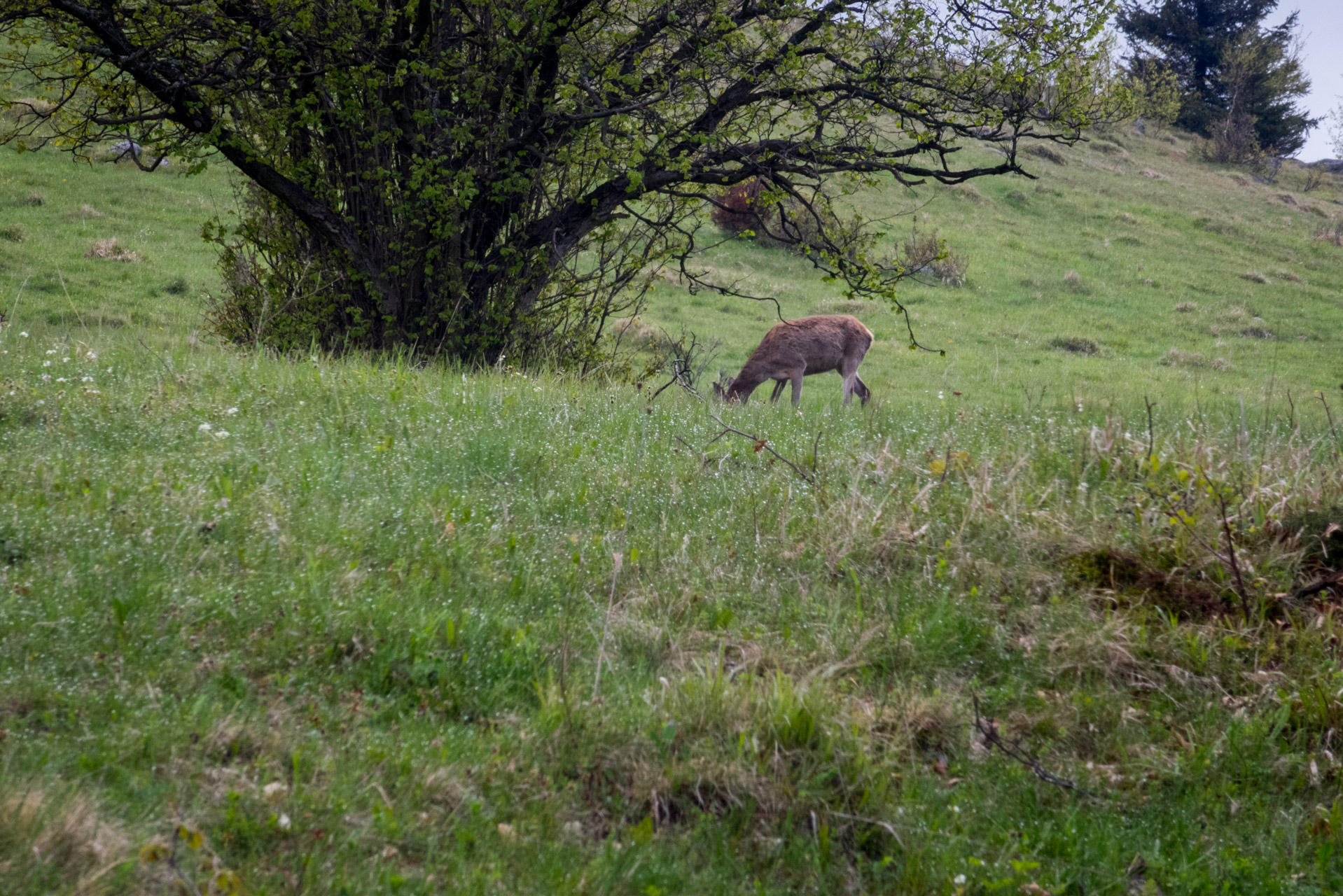 Holý vrch a Bukovec zo Švedlára (Volovské vrchy)