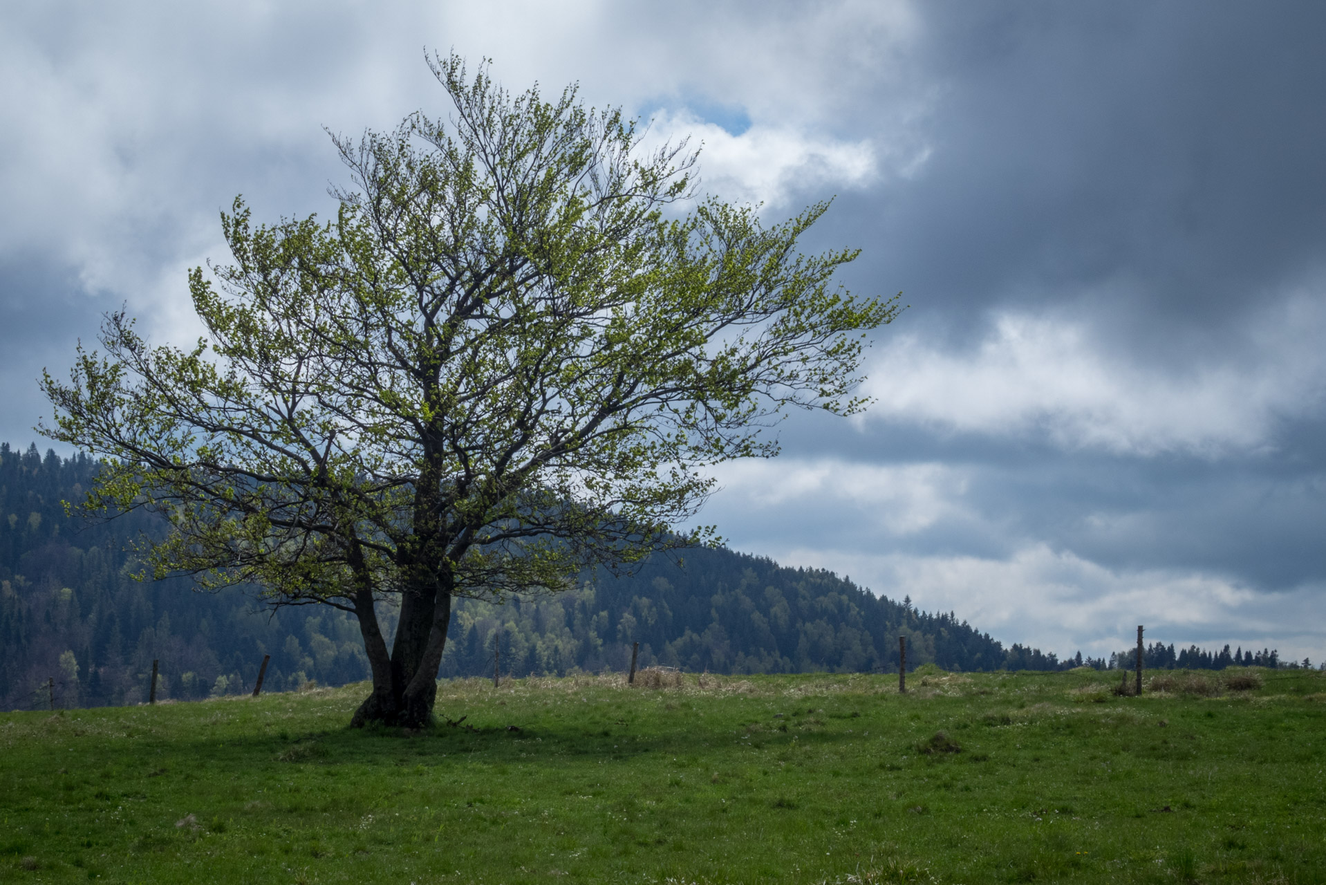 Holý vrch a Bukovec zo Švedlára (Volovské vrchy)