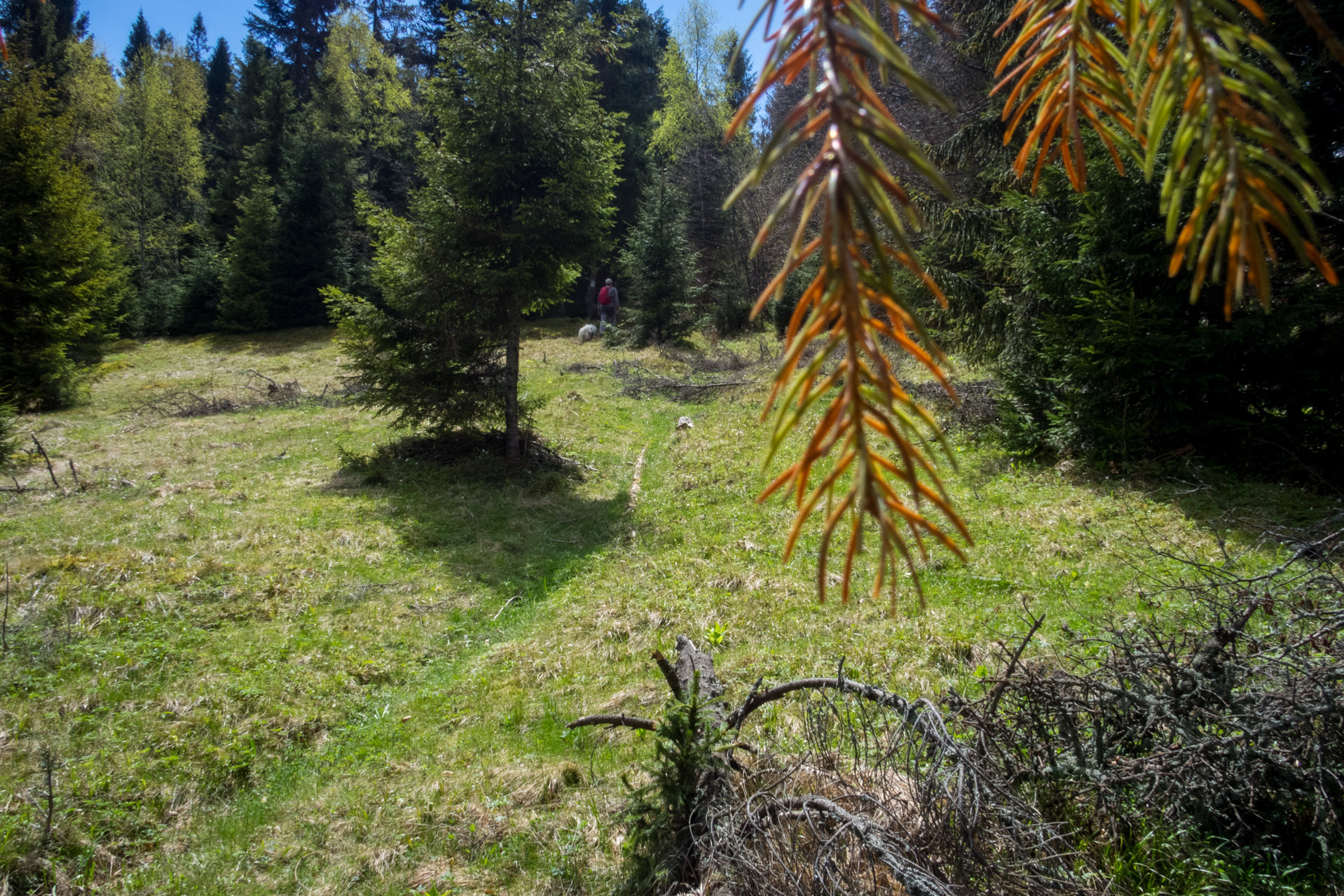 Holý vrch a Bukovec zo Švedlára (Volovské vrchy)