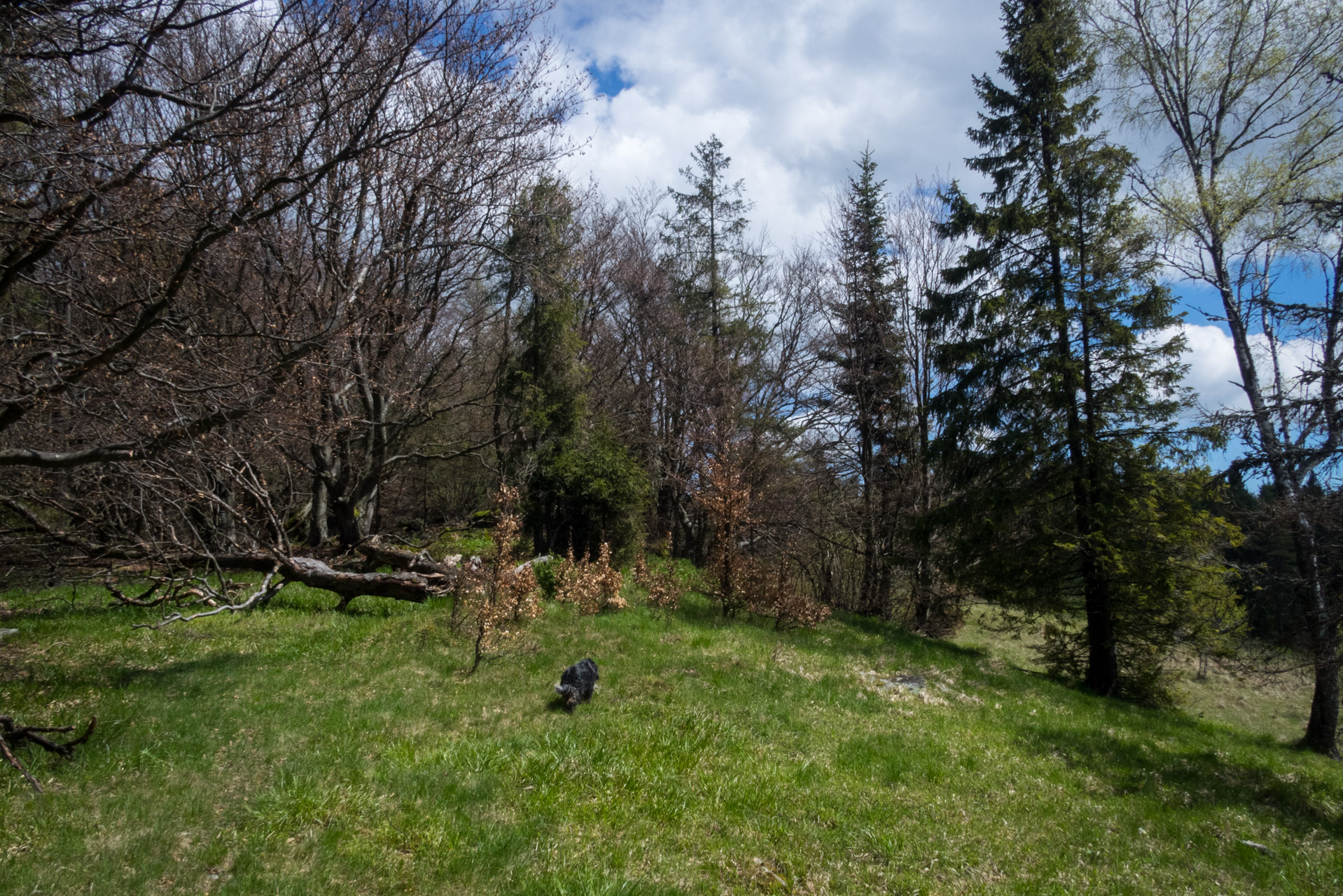 Holý vrch a Bukovec zo Švedlára (Volovské vrchy)