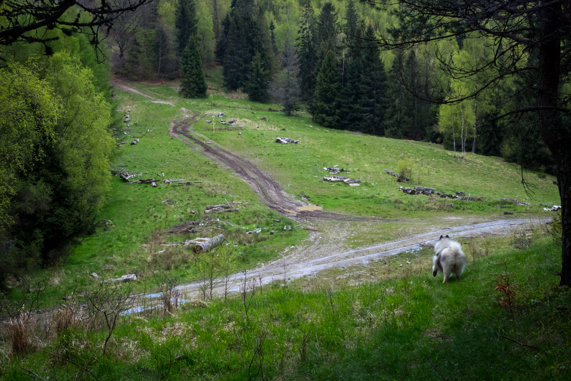 Holý vrch a Bukovec zo Švedlára (Volovské vrchy)