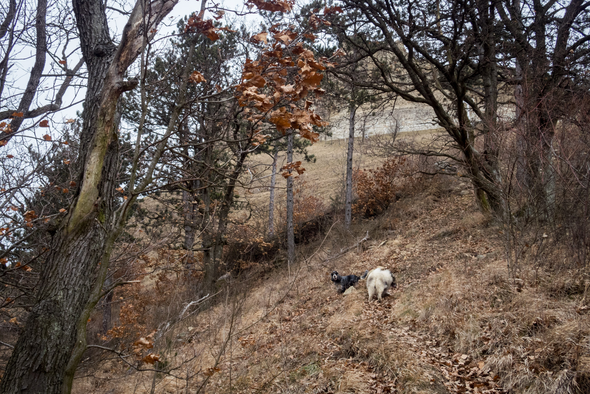 Kapušiansky hrad a hradný vrch z Kapušian (Šariš)