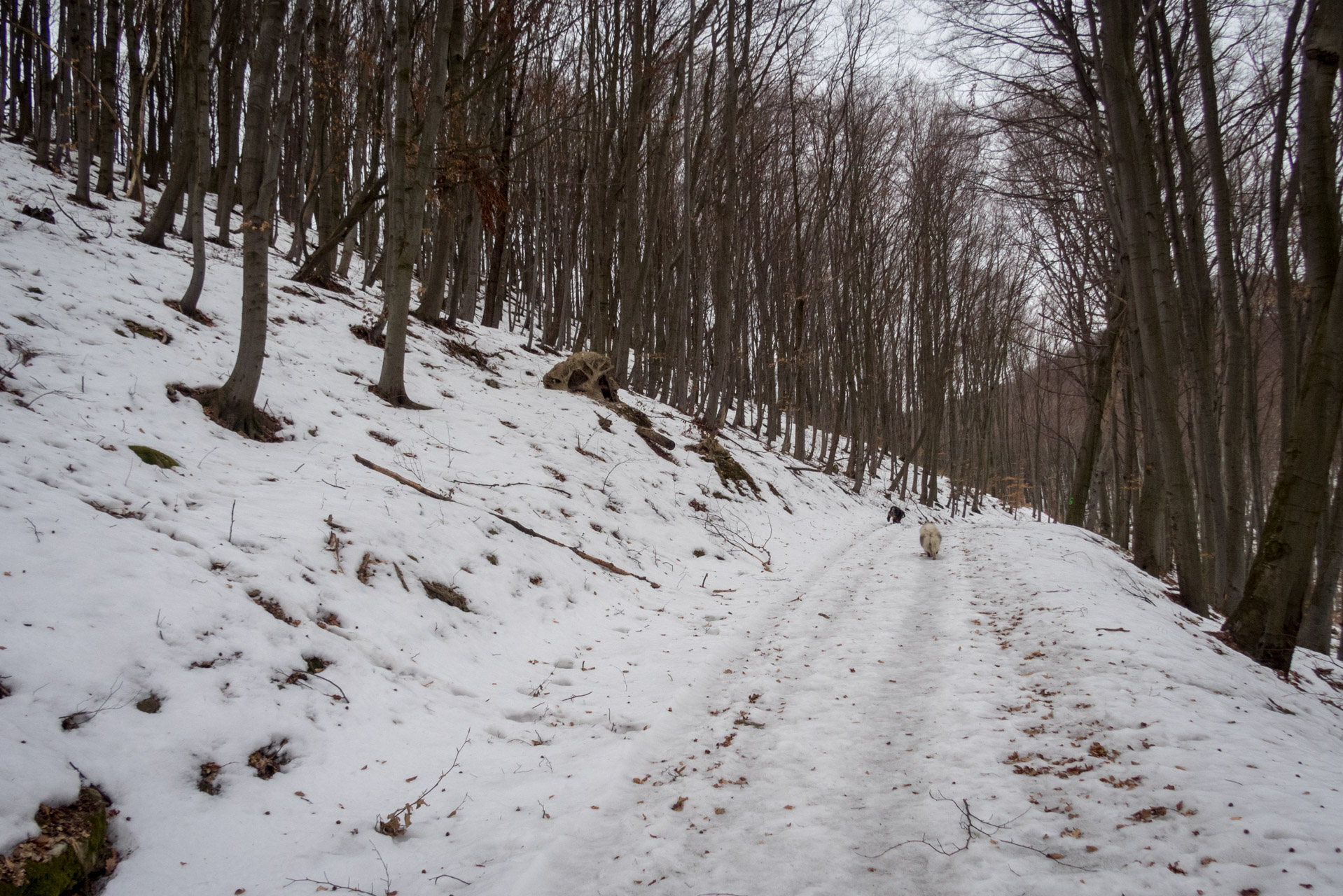 Kapušiansky hrad a hradný vrch z Kapušian (Šariš)