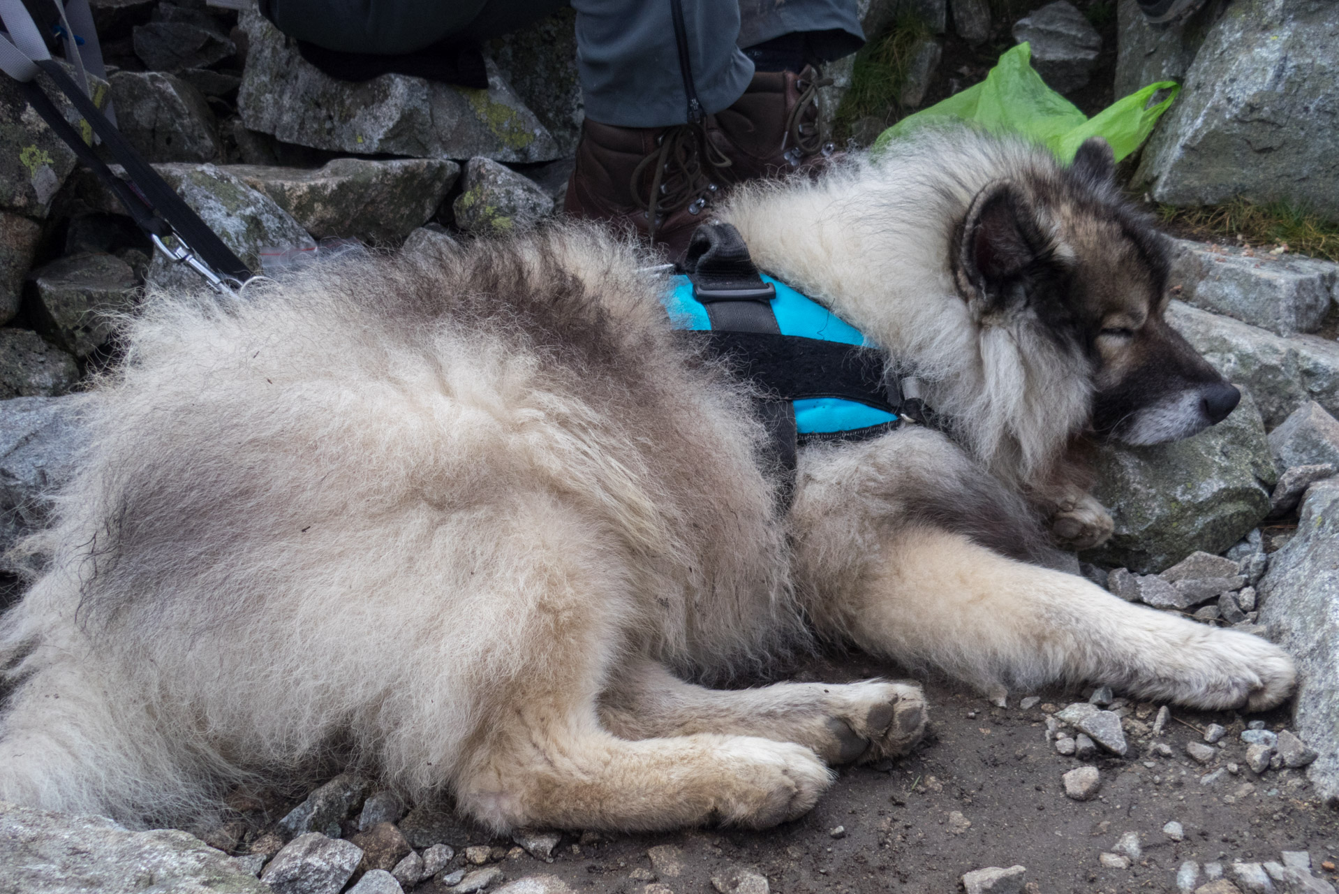 Klin z Račkovej doliny, ATC (Západné Tatry)