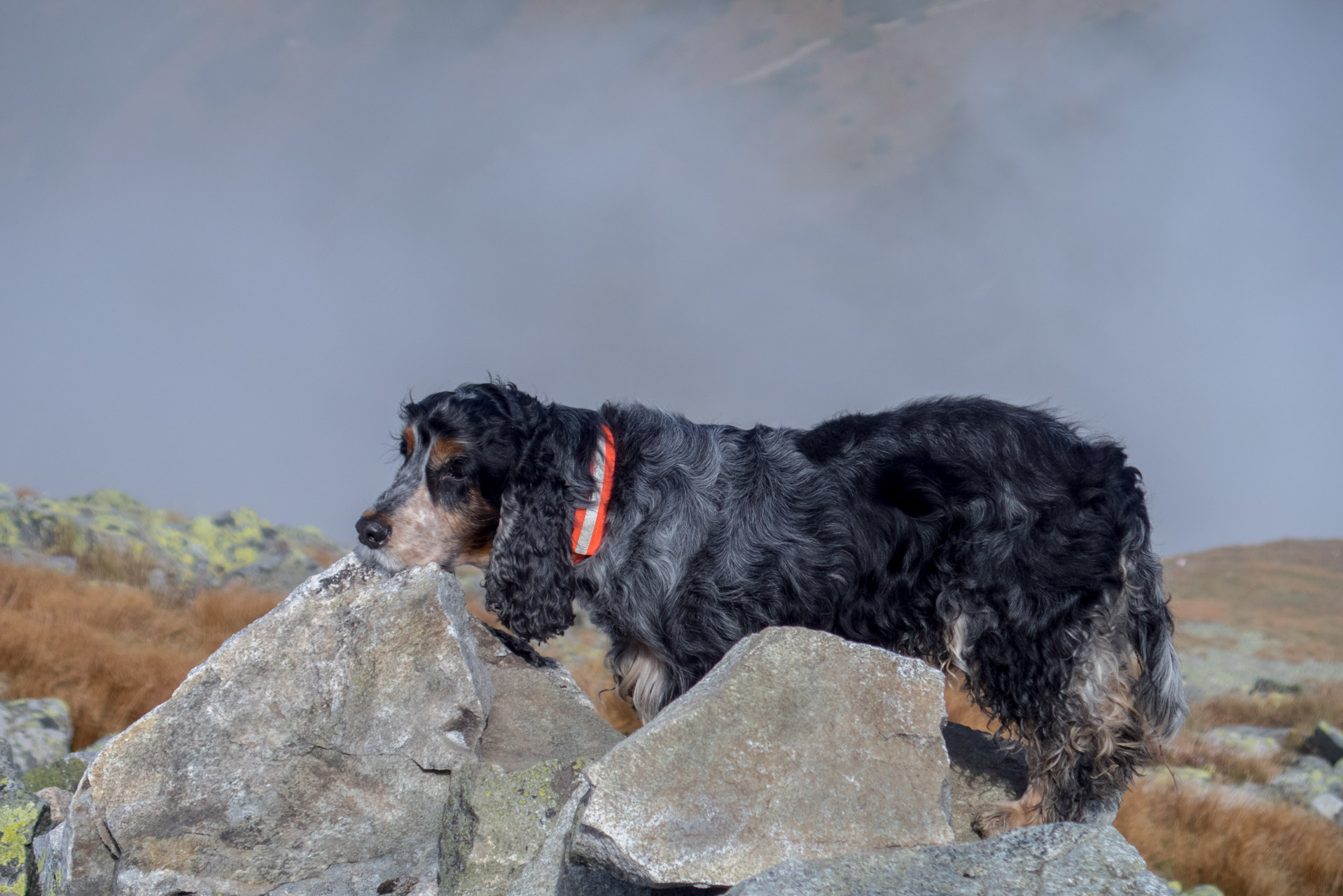 Klin z Račkovej doliny, ATC (Západné Tatry)