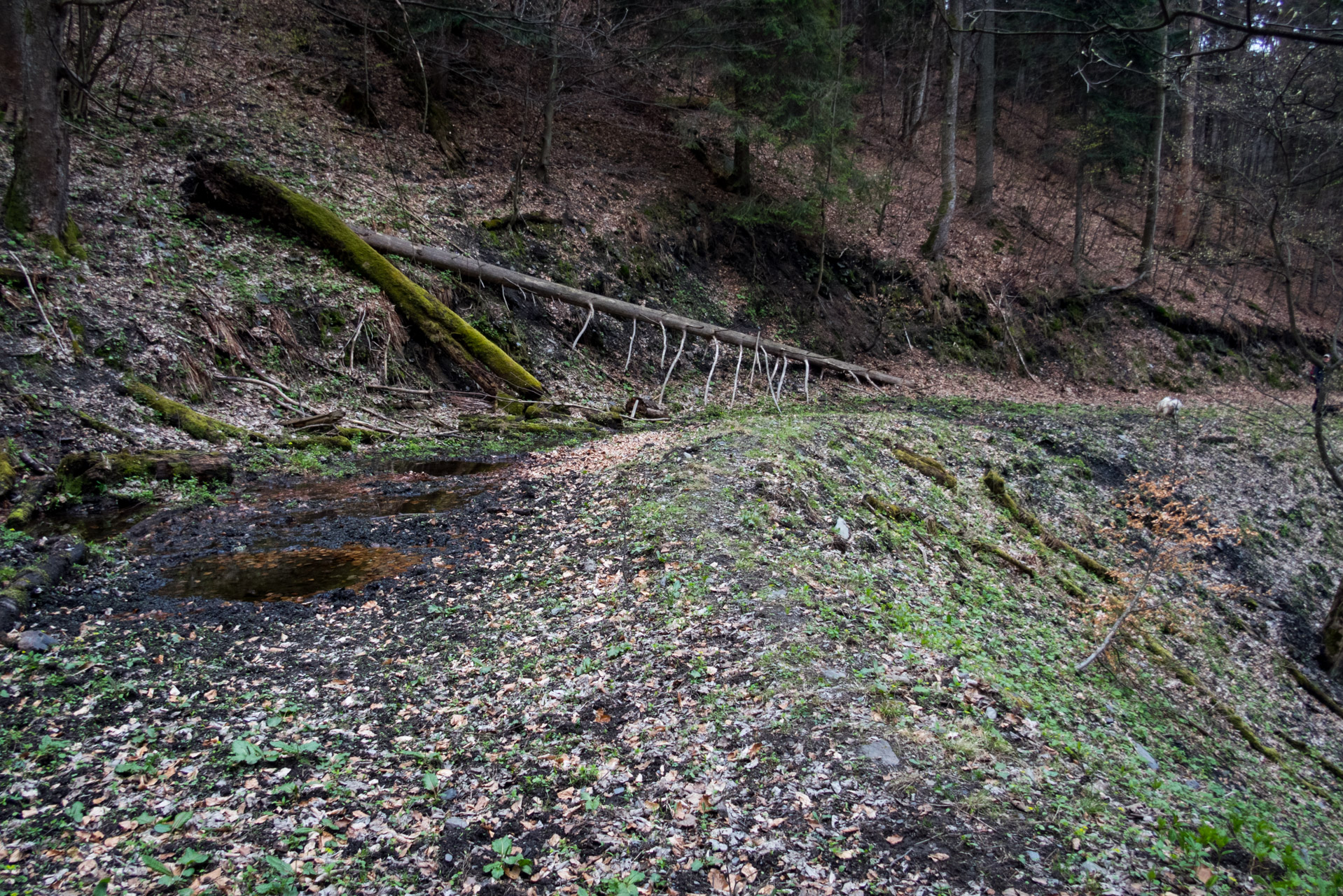 Kloptaň zo Smolníckej píly (Volovské vrchy)