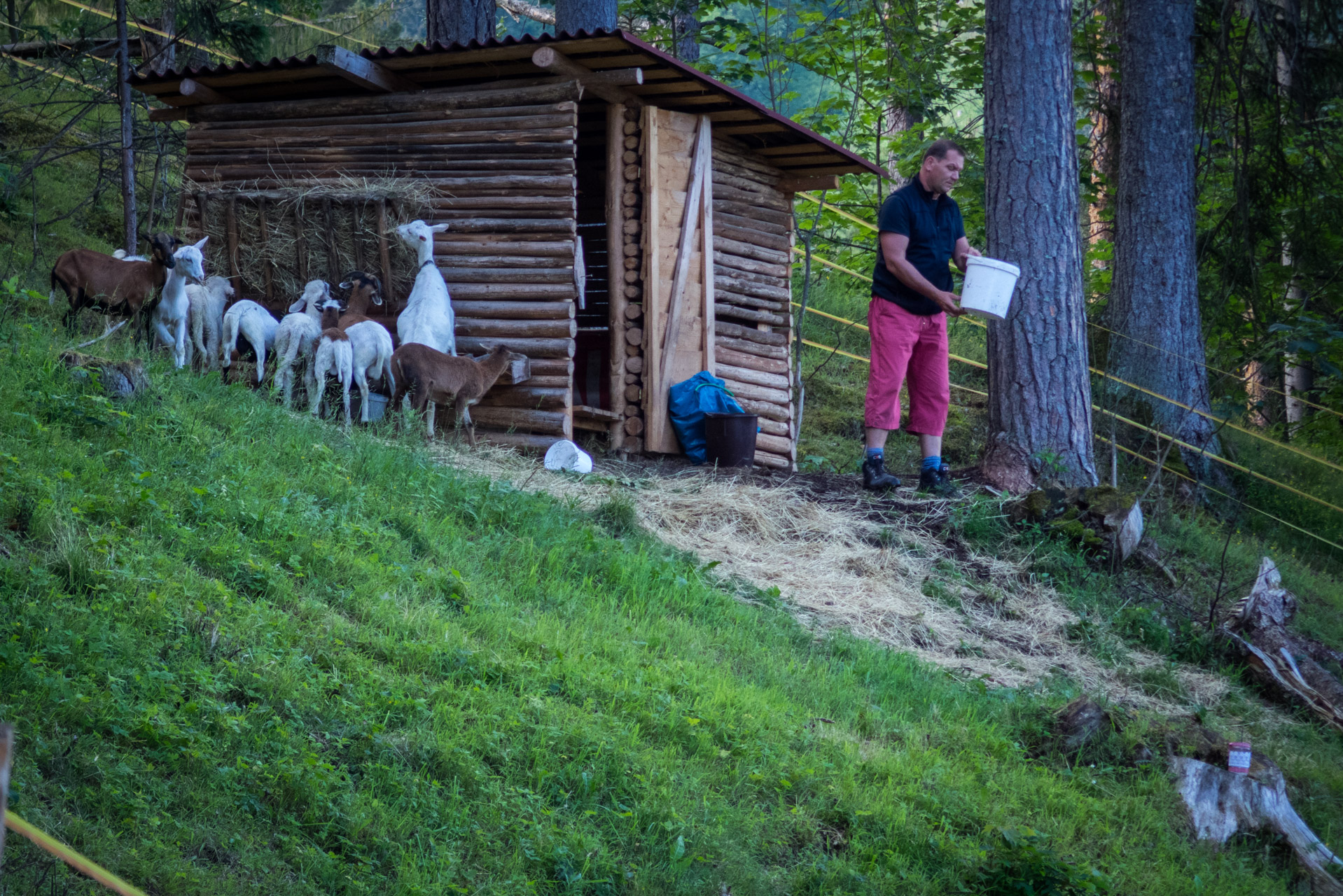 Krakova hoľa od ATC Bystrina (Nízke Tatry)