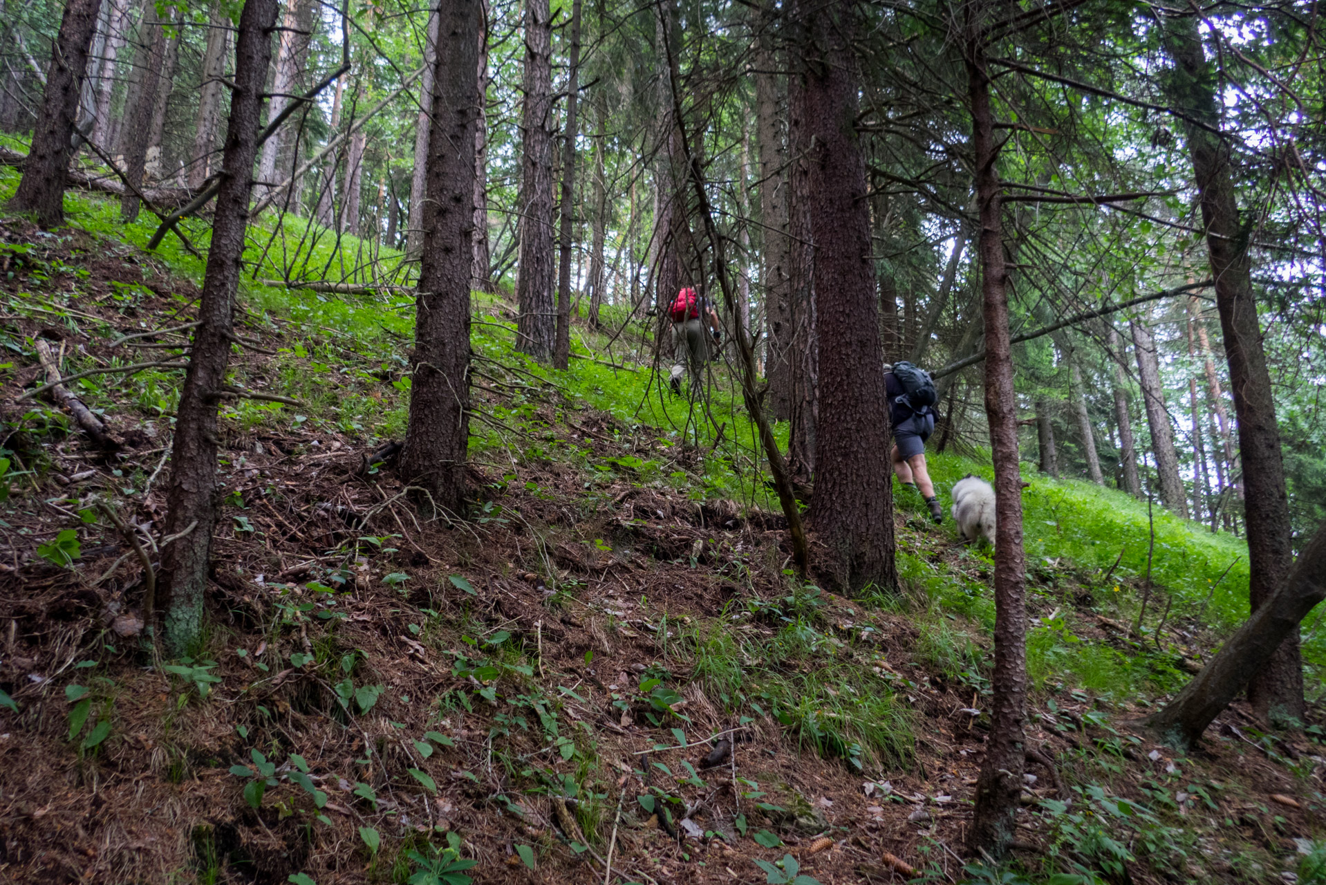 Krakova hoľa od ATC Bystrina (Nízke Tatry)