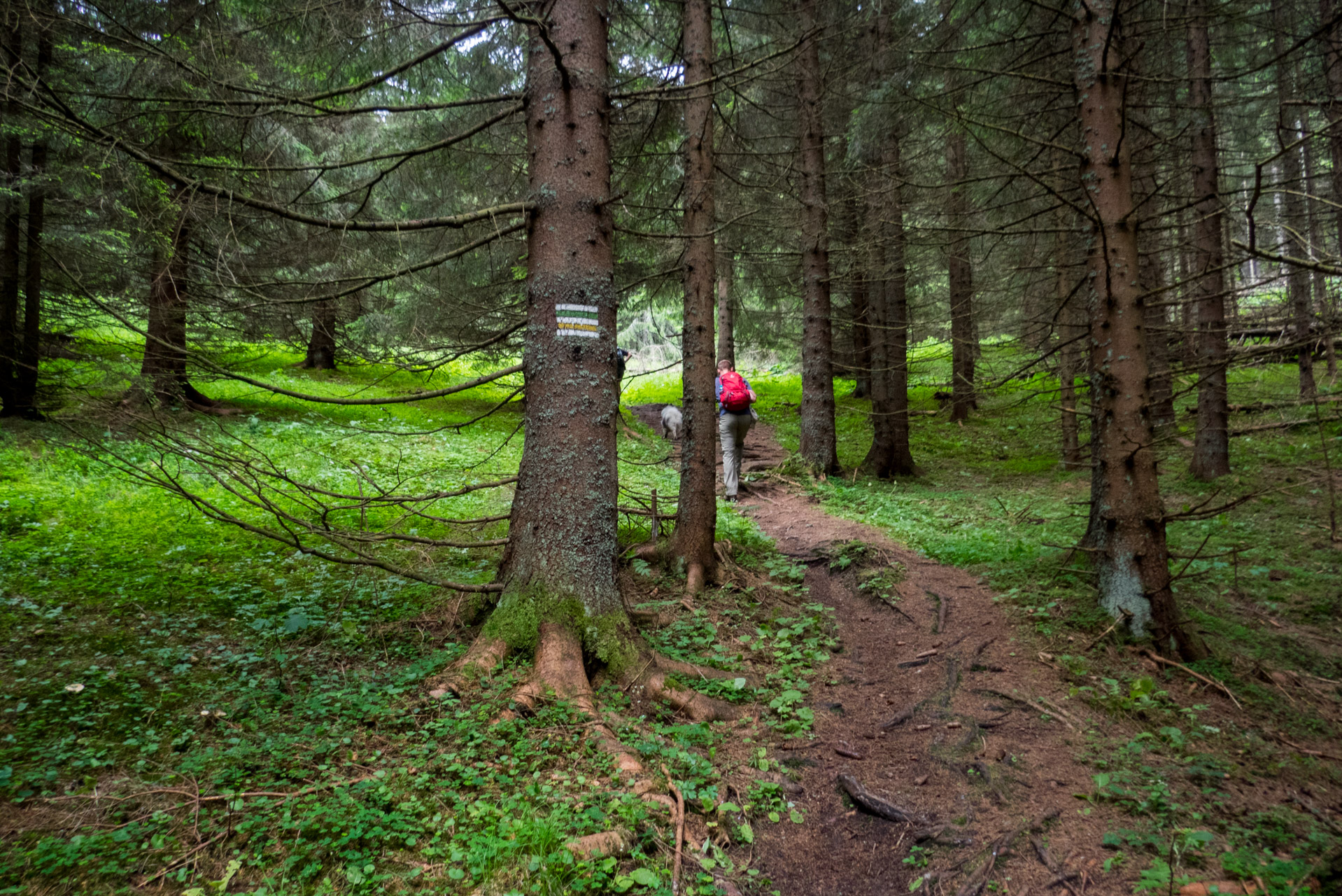 Krakova hoľa od ATC Bystrina (Nízke Tatry)