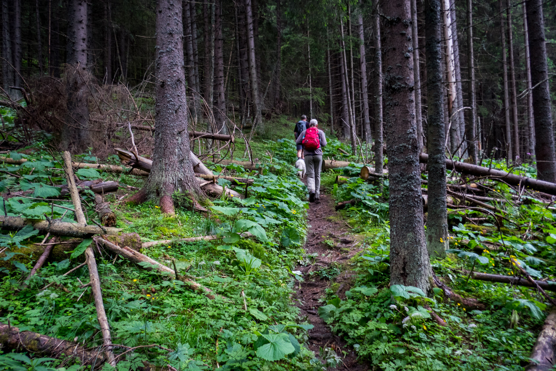 Krakova hoľa od ATC Bystrina (Nízke Tatry)