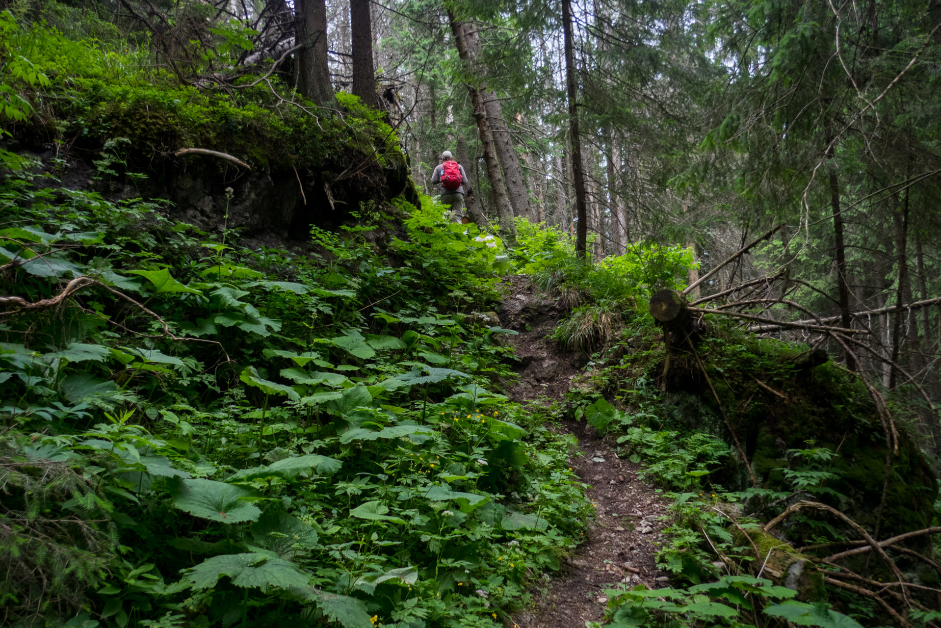 Krakova hoľa od ATC Bystrina (Nízke Tatry)