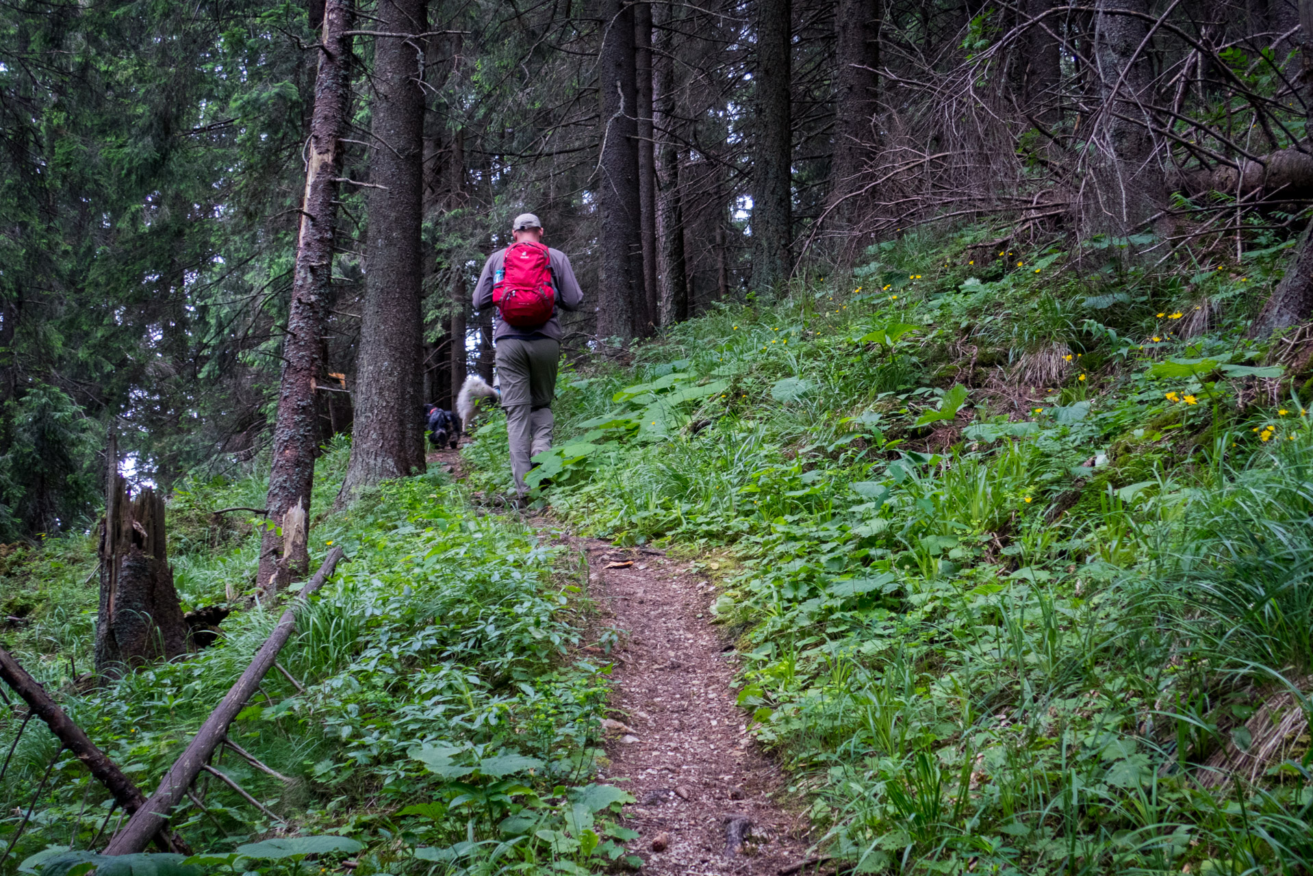 Krakova hoľa od ATC Bystrina (Nízke Tatry)