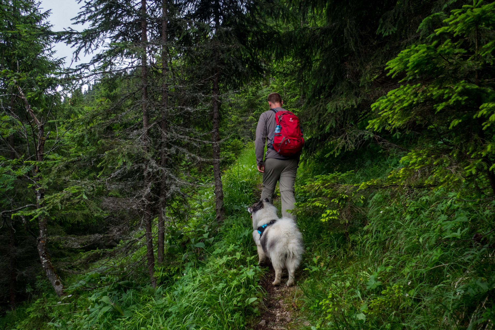 Krakova hoľa od ATC Bystrina (Nízke Tatry)