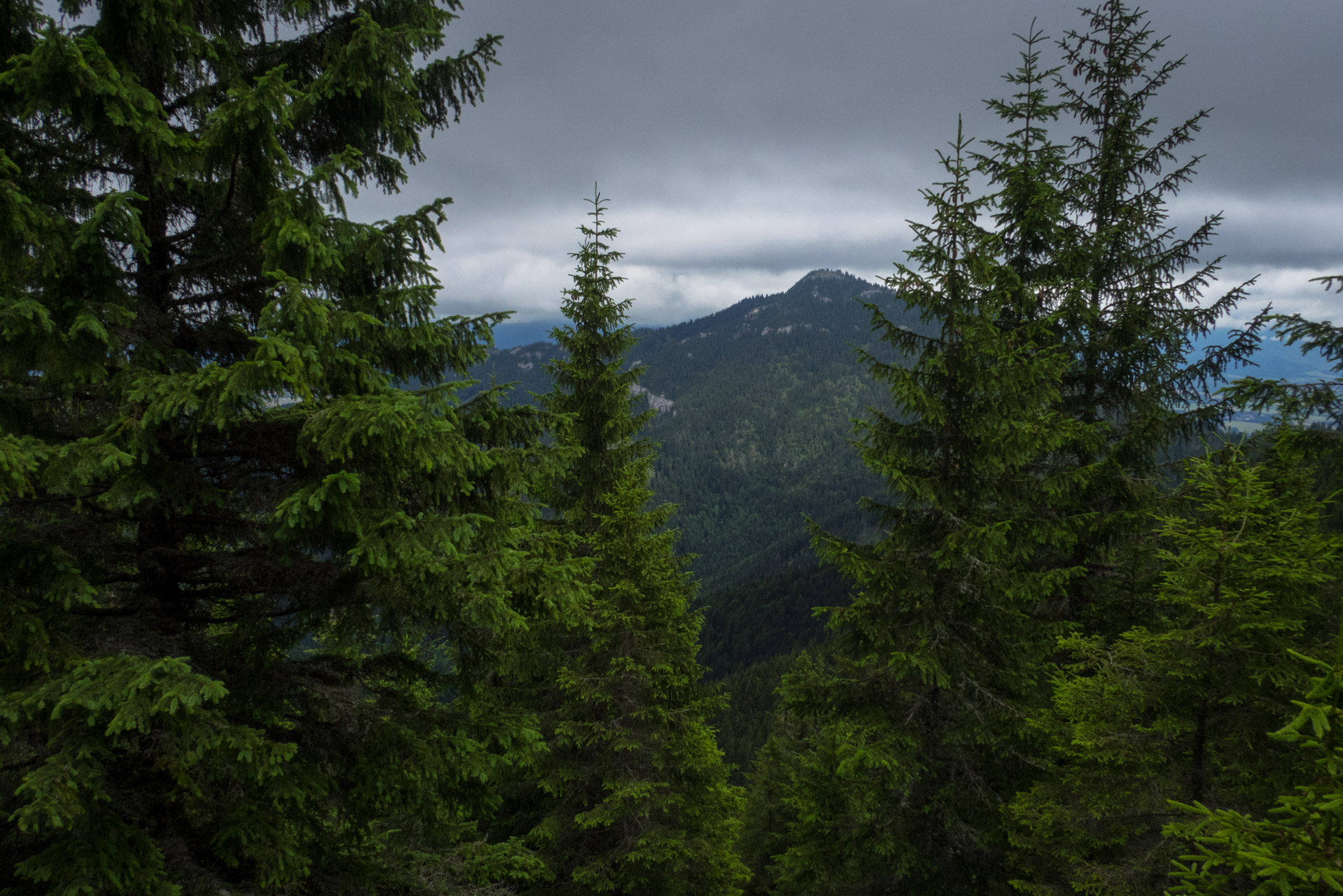 Krakova hoľa od ATC Bystrina (Nízke Tatry)