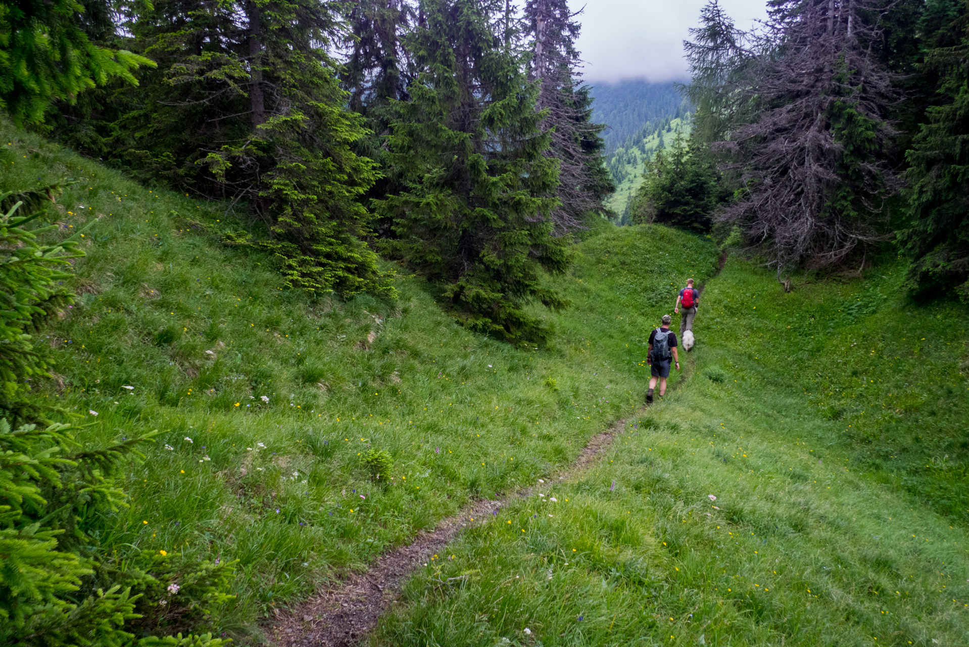 Krakova hoľa od ATC Bystrina (Nízke Tatry)