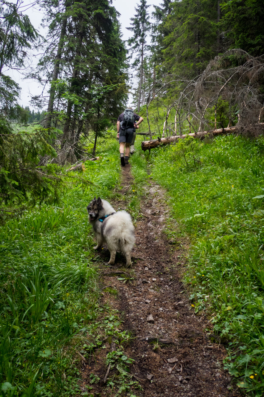 Krakova hoľa od ATC Bystrina (Nízke Tatry)