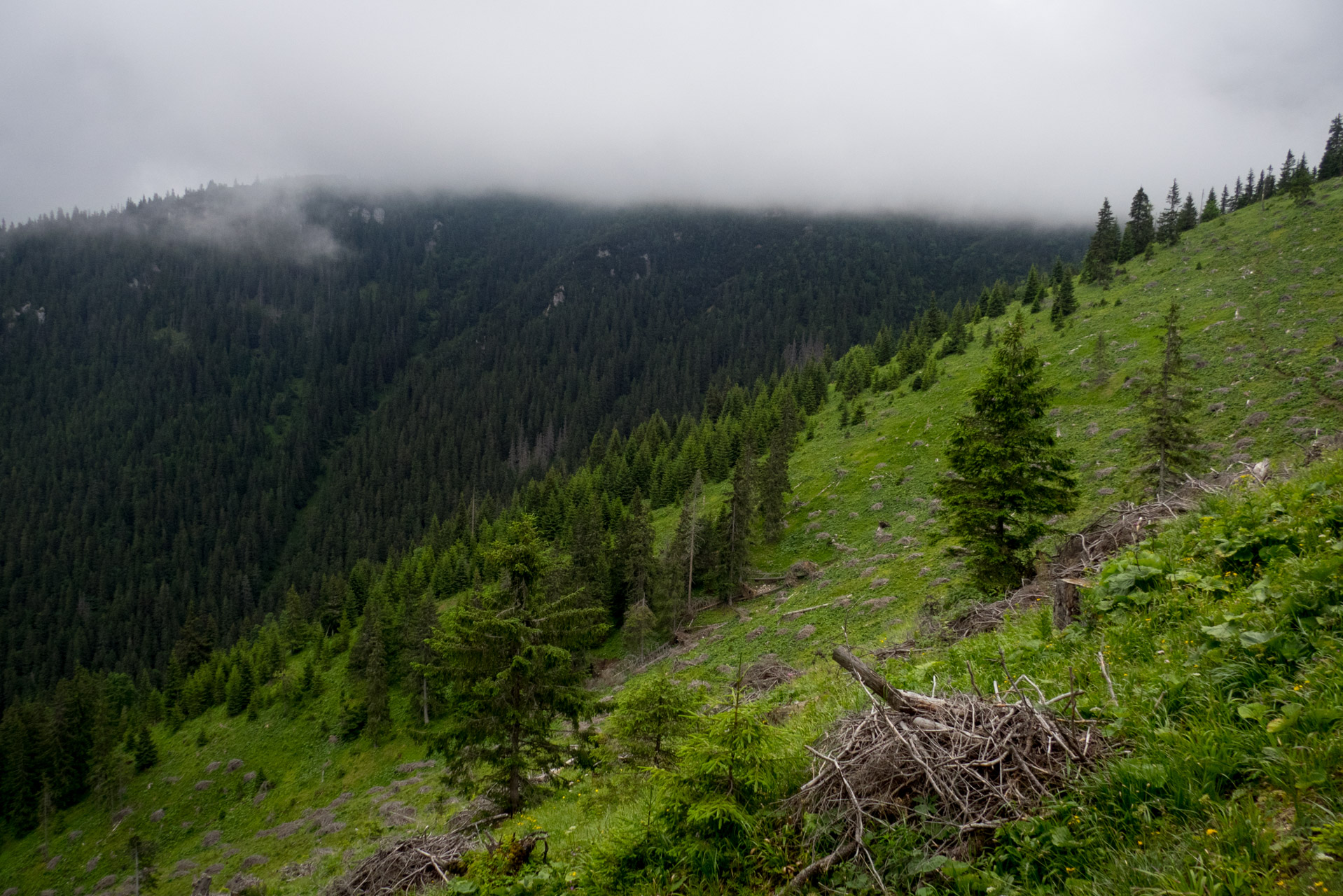 Krakova hoľa od ATC Bystrina (Nízke Tatry)