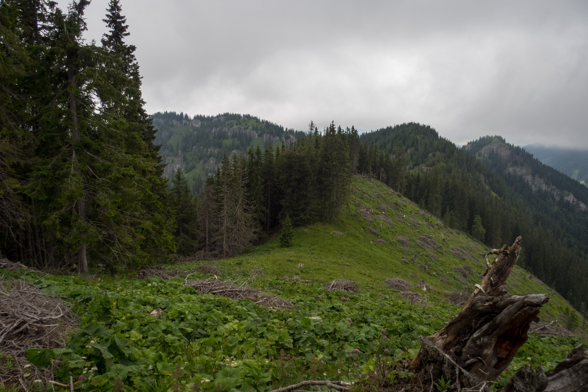 Krakova hoľa od ATC Bystrina (Nízke Tatry)