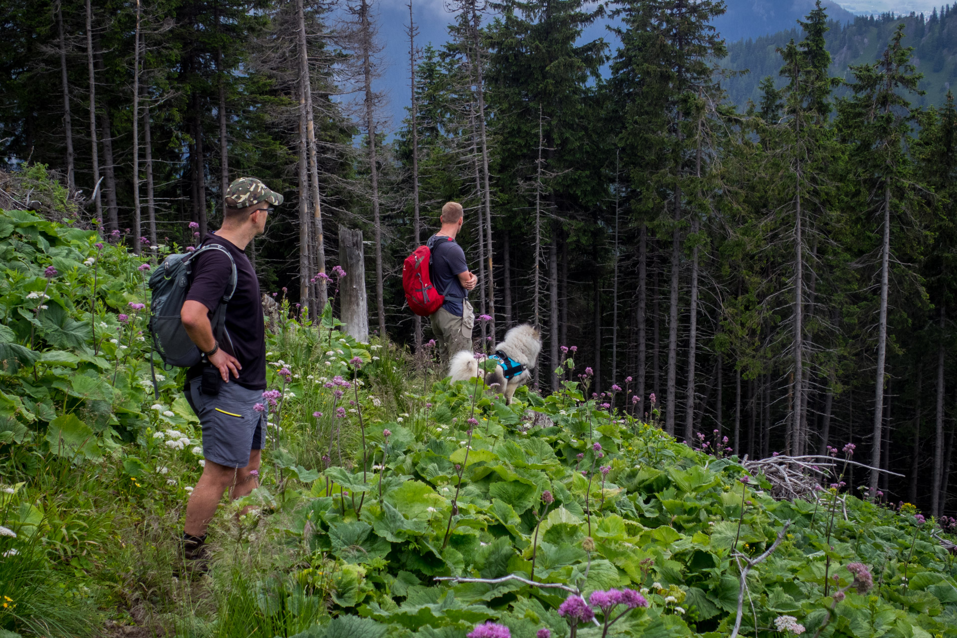 Krakova hoľa od ATC Bystrina (Nízke Tatry)