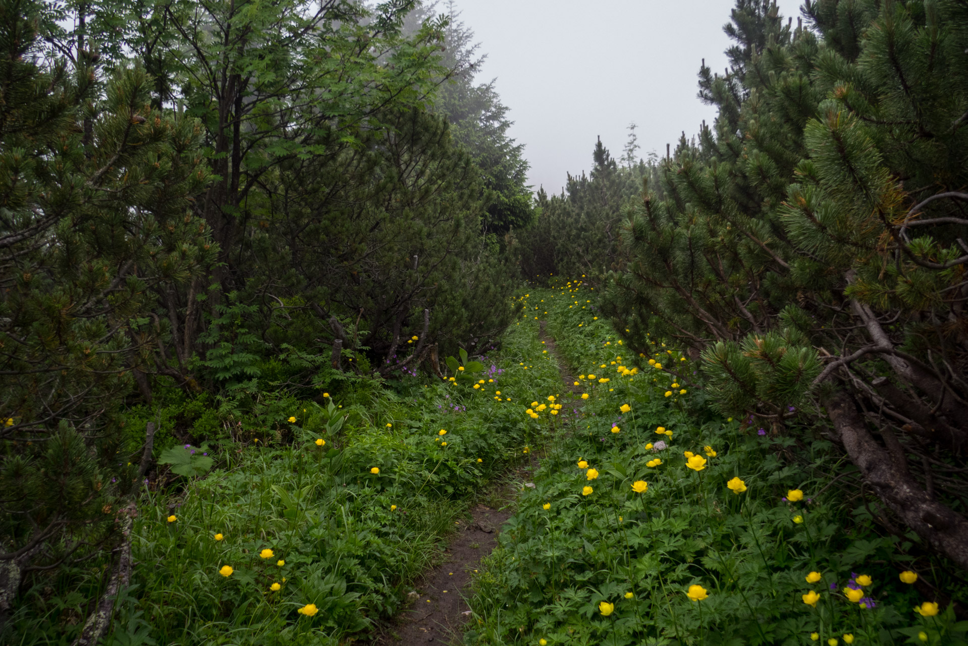 Krakova hoľa od ATC Bystrina (Nízke Tatry)