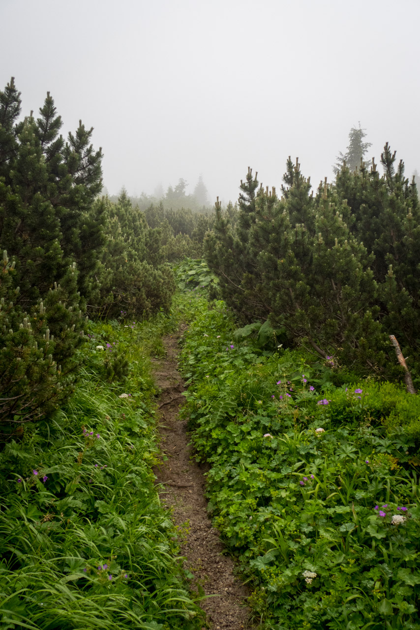 Krakova hoľa od ATC Bystrina (Nízke Tatry)