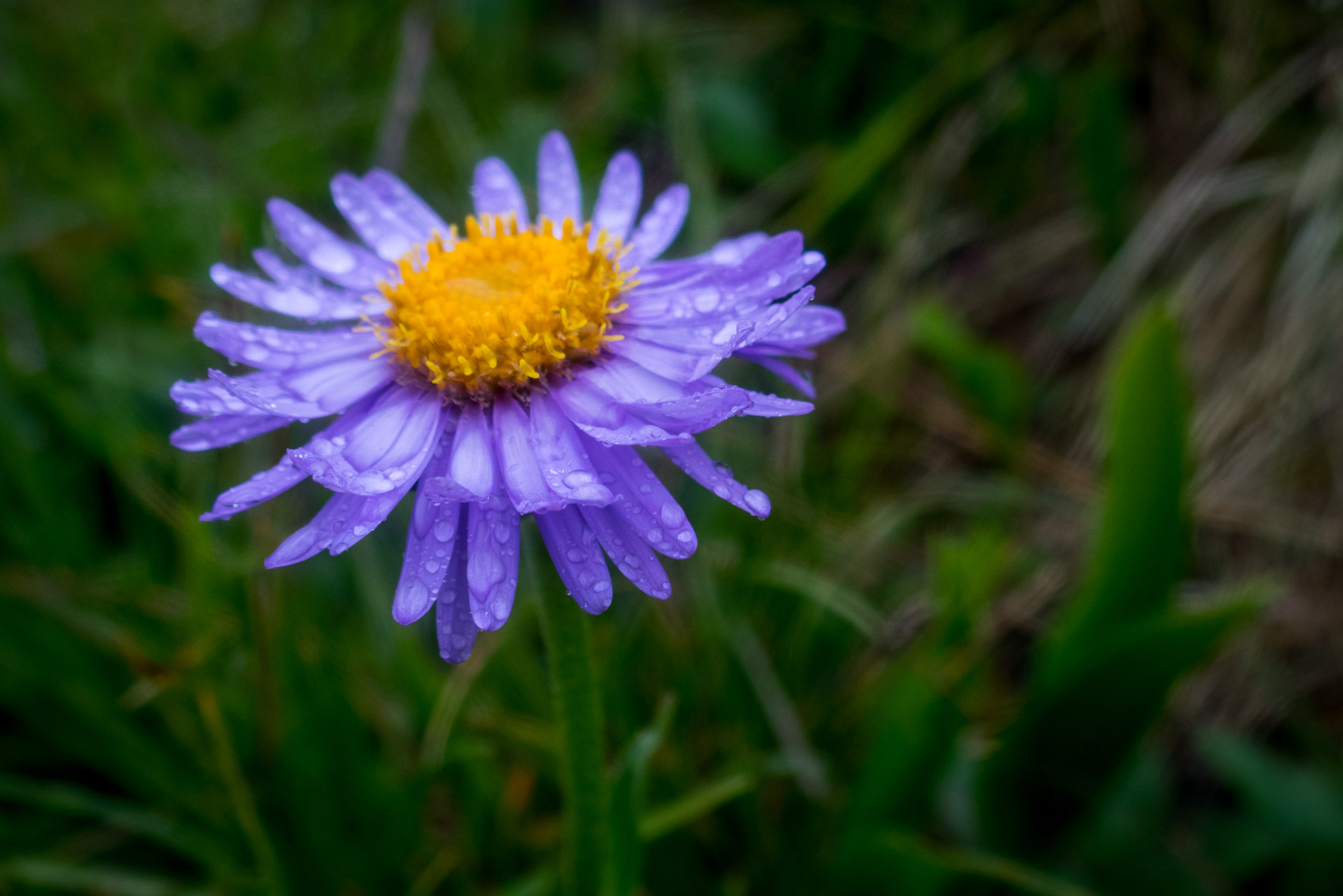 astra alpínska