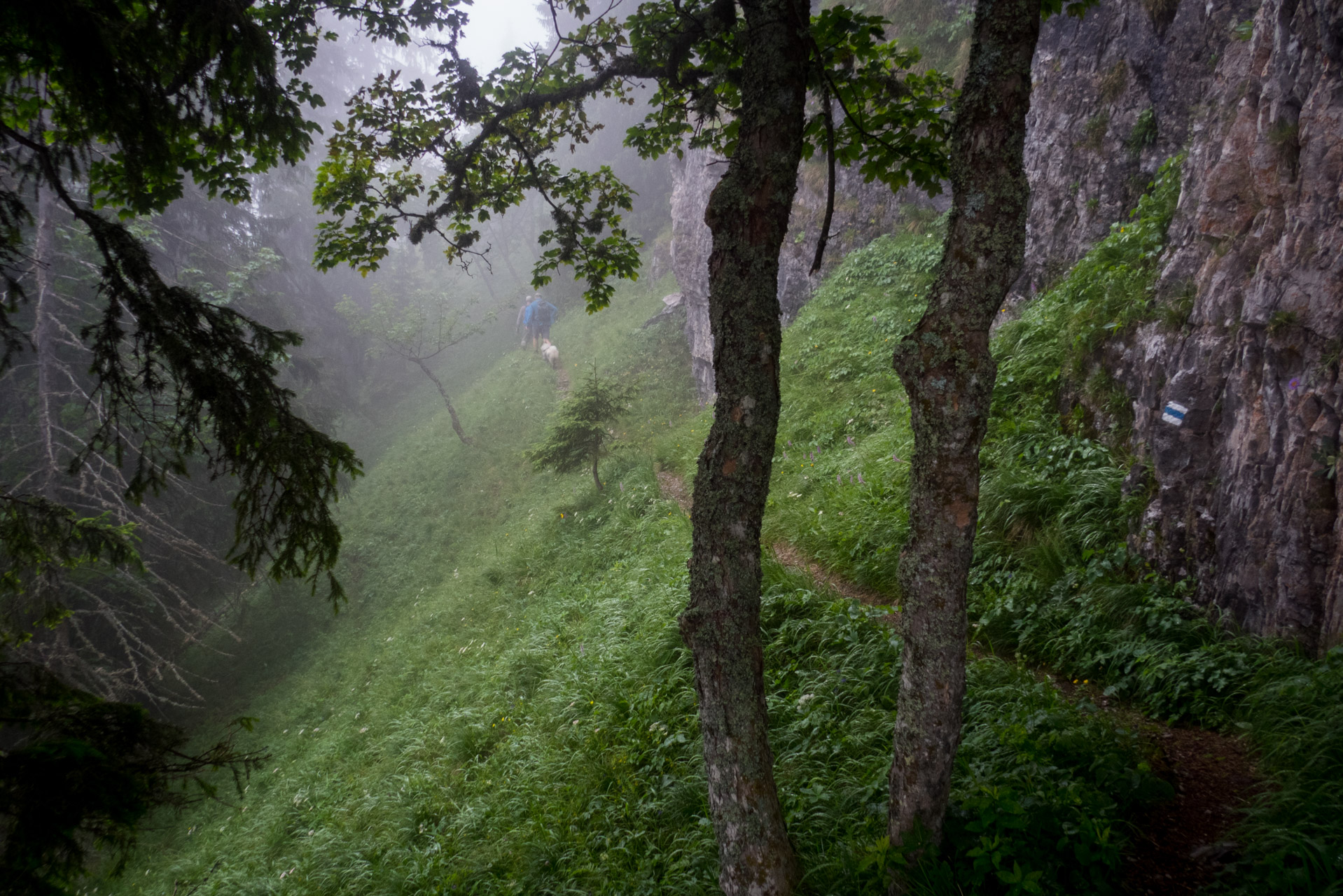 Krakova hoľa od ATC Bystrina (Nízke Tatry)