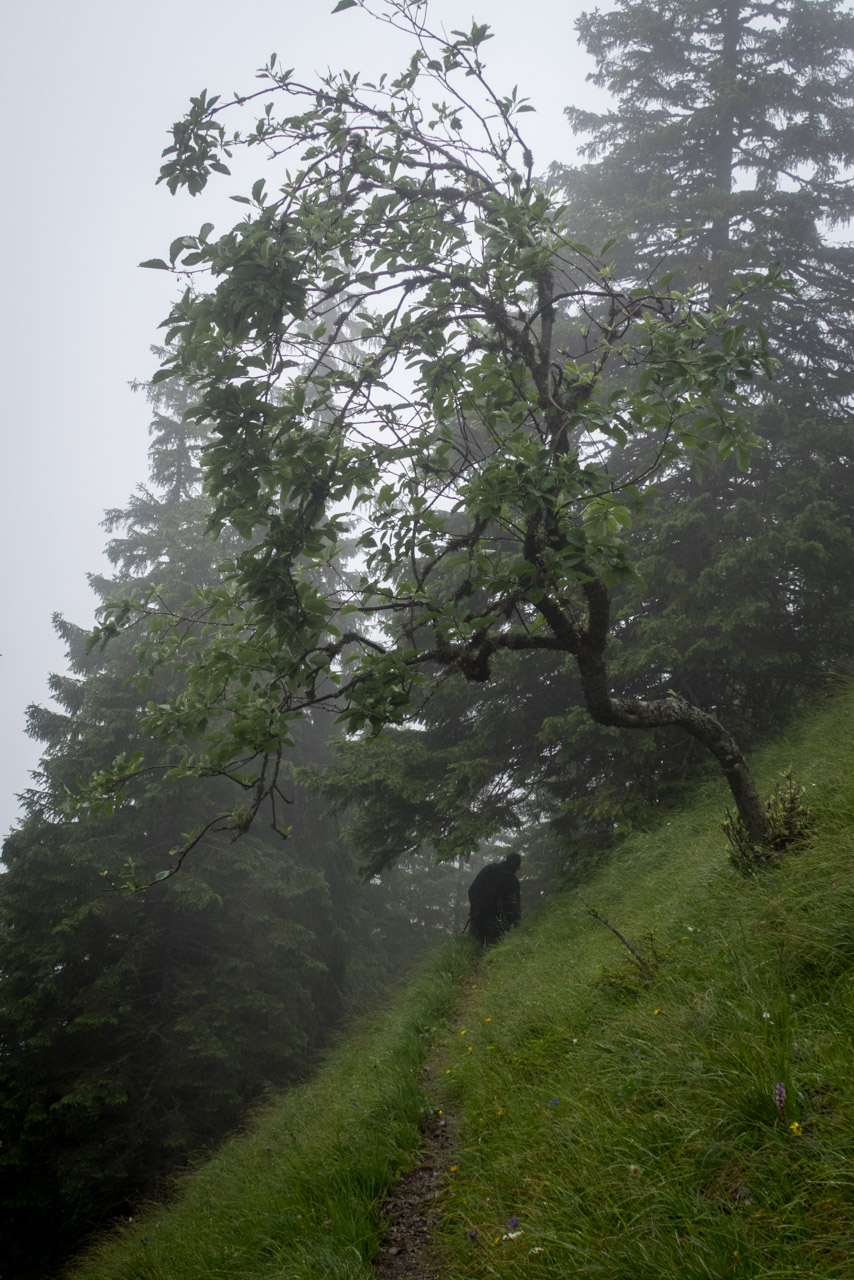 Krakova hoľa od ATC Bystrina (Nízke Tatry)